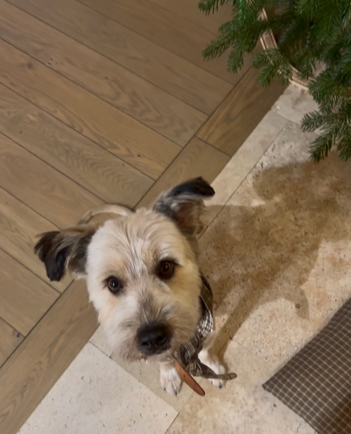 ✨🐶 Świąteczny klimat zaczyna się od… podłogi! 🎄✨
Kiedy w domu pachnie choinka, a obok niej leży wtulony w koc psa– czuć, że zbliżają się najpiękniejsze chwile w roku.
A my wierzymy, że ciepło prawdziwego drewna pod łapami i stopami dodaje tym momentom jeszcze więcej magii. 🌟
Nasze drewniane podłogi tworzą idealne tło dla świątecznych wspomnień – tych małych i tych wielkich.
Czy to bieganie po domu z prezentami, czy spokojne wieczory przy kubku kakao i śpiącym pupilu – naturalne drewno zawsze wnosi przytulność i klasę. 🪵❤️
🎁 W tym sezonie przygotowaliśmy dla Was również Świąteczne Vouchery Prezentowe, idealne dla tych, którzy marzą o pięknym wnętrzu na lata ——> niedlugo wrzucimy wiecej infromacji o tym!:)
#ŚwiątecznyKlimat #PodłogiDrewniane #Święta2024 #NaturalneWnętrza #DrewnianaPodłoga #ŚwiąteczneInspiracje #WnętrzaZDuszą #PiesWDomu