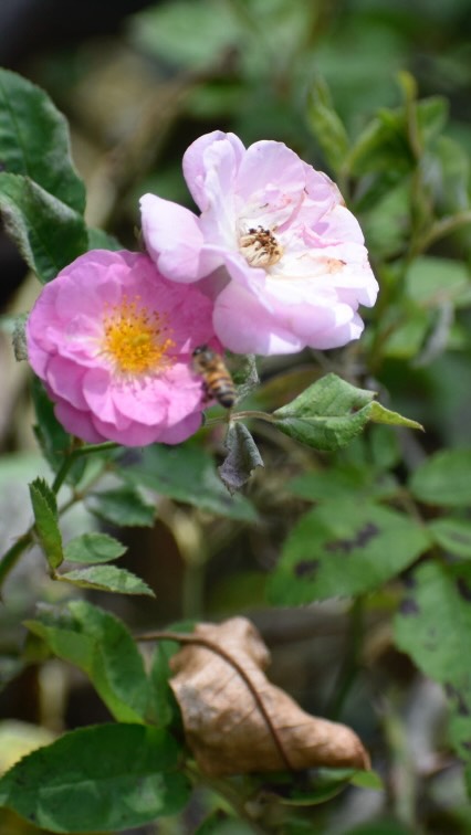 A slow morning walk through our little landscape 🙌👣🪻
The wildness is always there if you pause long enough to see it.
In the most mundane moments, this is grounding.
#gardens #landscapes #homegarden