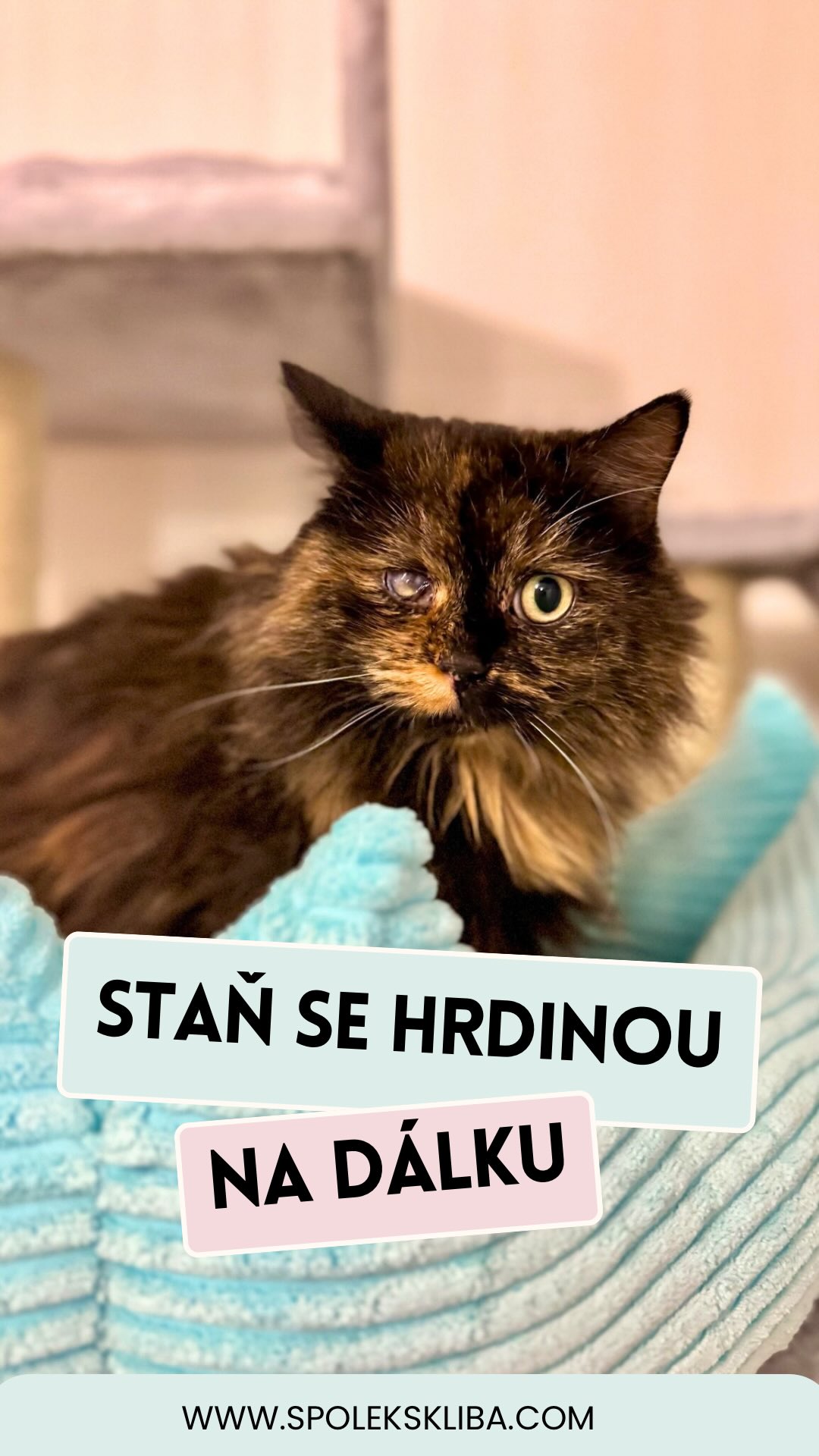 ✨ Virtuální adopce: když chcete kočku… ale váš gauč se na to moc netváří 😅🐱
Ne každý si může vzít kočičku domů — a víte co? Je to úplně v pořádku. Život někdy staví překážky, stěhování, alergie, práce, malý byt… prostě realita je realita. Ale to neznamená, že nemůžete mít „svou“ kočku. Jen trošku na dálku. 🥹💛
Ve Šklíbě máme totiž i kočičky, které se do klasické adopce podívat nemůžou.
🖤 kočky starší,
🤍 kočky nemocné,
🖤 kočky, které mají rády lidi… ale jen na dálku,
🤍 kočky, které se bojí, a žádná náruč by pro ně nebyla domovem.
A právě pro ně existuje virtuální adopce — naše milovaná forma lásky na dálku. 💌🐾
Jak to funguje?
Vy si vyberete kočičku, která vás chytne za srdce 💘.
A pak ji každý měsíc podporujete — částkou dle vlastních možností 🙏.
A my?
My vám na oplátku posíláme:
📸 měsíční fotky,
📝 příběhy, co u nás vaše vyvolená kočka zase provedla,
🎀 malá vítězství, pokroky, radosti.
A někdy i to, že nás vaše kočka ignoruje celý měsíc a ozve se jen tehdy, když jí neseme kapsičku. Znáte to. Láska. 😅
Virtuální adopce není jen „dar pro kočku“. Je to dárek i pro vás — ten pocit, že pomáháte tam, kde to opravdu mění život. A úplně nejhezčí? 🎁 Je to perfektní dárek pod stromeček. Takový, který nezestárne, nezapráší se a neztratí návod.
Stačí si jen vybrat tu svou chlupatou hvězdu. A ona už vás povede dál. ⭐🐈⬛💛
🔎více informací na: www.spolekskliba.com 📲
Terka ze Šklíby 🐾