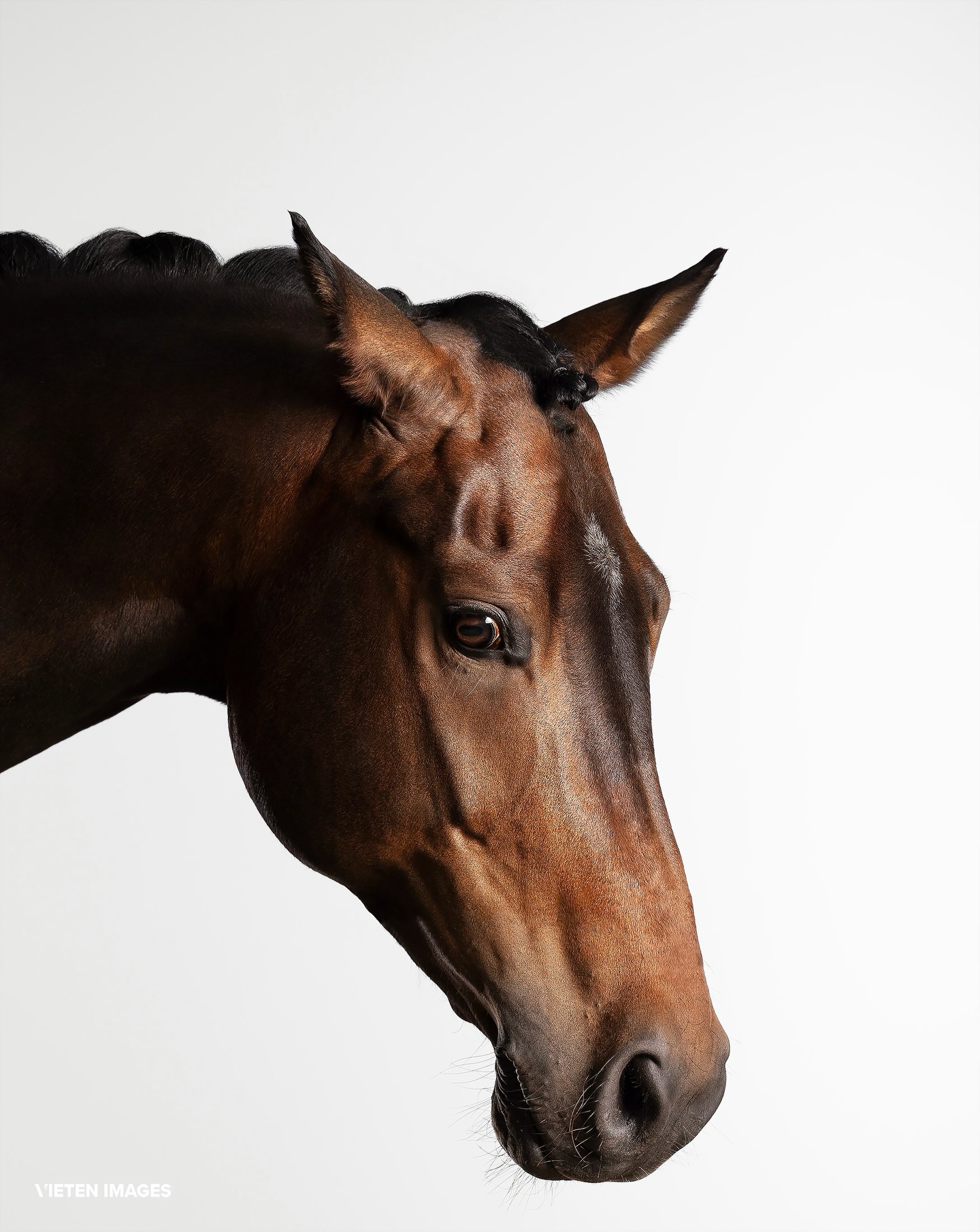 • Seen my last post? If you are still looking for a Christmas present for your favourite horsey person in your life, then go have a look 🤍
____________________
www.vietenimages.com
@vieten.images.official
#equestrianlife #studiophotography #simplicity #equinephotographer