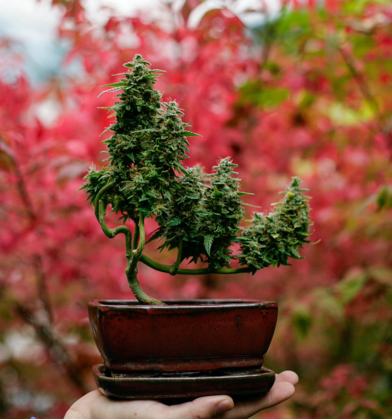 It’s wild looking back at the plant that started it all. I didn’t realize at the time how much this little cannabis seedling would reshape my days, my routines, even the way I look at growth itself. That first plant taught me the basics—light, water, patience—but it also taught me to pay attention, to slow down, to appreciate the small wins. It was the first moment I saw cannabis not just as a plant, but as a craft. And now, seeing how far things have come, it’s clear that everything in this journey traces back to that single green spark.
Grateful then, grateful now, and still growing with @_mephistogenetics. Use cannabonsai at the link in bio for 10% off.