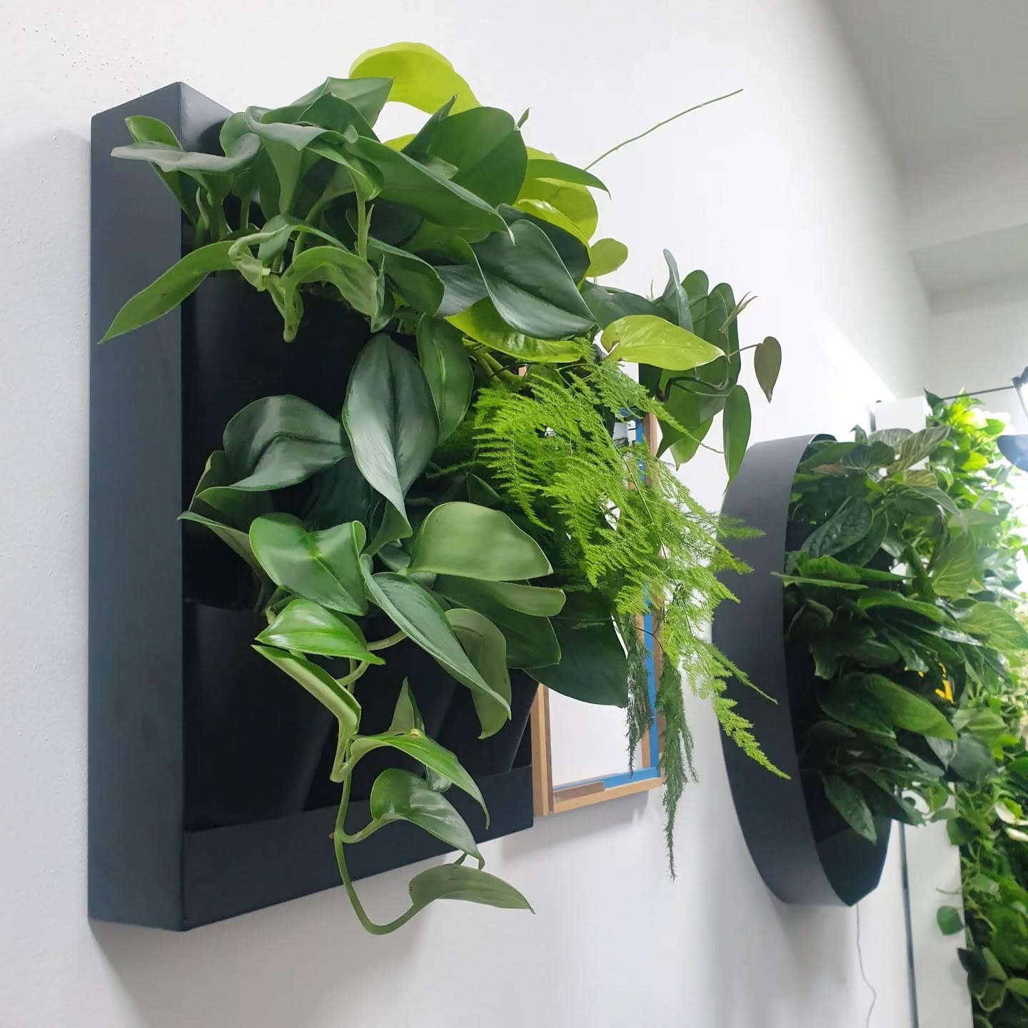 Pri príležitosti otvorenia EOshopu máme pre Vás predvianočný darček🎁. Príďte si vybrať jeden z hotových obrazov, a rastliny od nás dostanete grátis 💚.
Na výber máme originálne obrazy rôznych tvarov 😊.
Nájdete nás v Košiciach na Popradskej 84. Dohodnite si prosím návštevu showroomu dopredu 📲 0911 242 003.
#ziveobrazy #kosice #showroom #vianocnydarcek