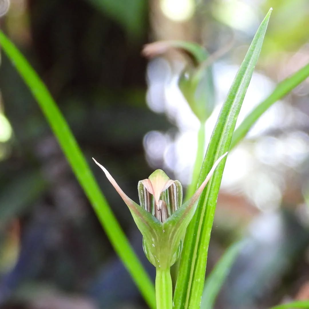 Greenhoods are blooming in Karamea
#karameaorchids #Karameagreenhoods #grenhoodorchids #pterostylis #karameawild #newzealand #nzlife #nzwildlife #wildnz #southisland #nzsouth #southislandnz #westcoastnz #nzwestcoast #tewaipounamu #paradise #umere #arapito #littlewanganui #birdsnz #nzbirds #wildsouth #kohaihai #oparara #birdshots #birdphotos #wildlifenz #Aotearoa #nzfauna #nzflora