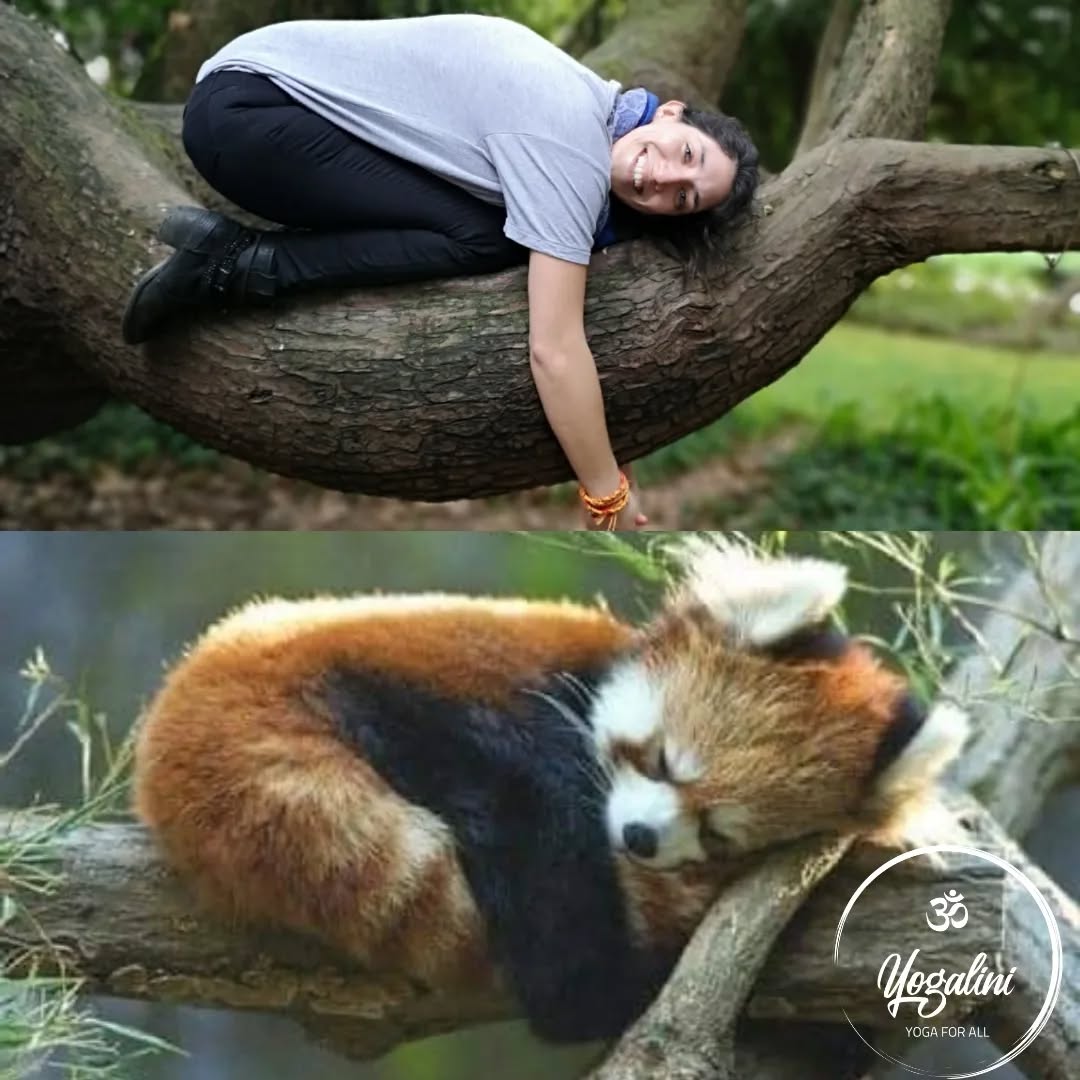 Is anyone else a tree hugger? 😅
If you are in a country that celebrates Easter, I hope you have a great Bank Holiday weekend! If you don't celebrate, I still hope you have an awesome Friday 🥳
Just like the red panda in this picture, I'm looking forward to chilling and enjoying nature. What are you looking forward to?