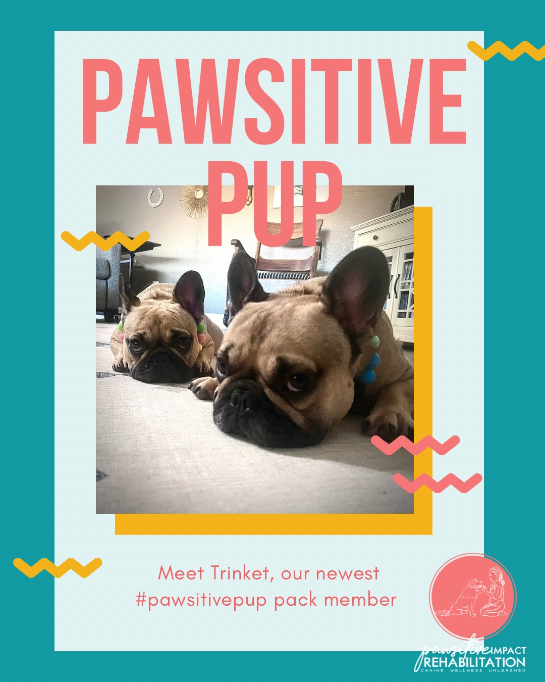 Say hi to Trinket! 💖🐾
She’s starting rehab with us after an ANNPE — a sudden spinal injury where disc material herniates and puts pressure on the spinal cord, causing pain and possible severe weakness. She’s already working hard, and if you think you’re seeing double… you’re not! That’s her brother, Nugget, right by her side cheering her on. ✨💪