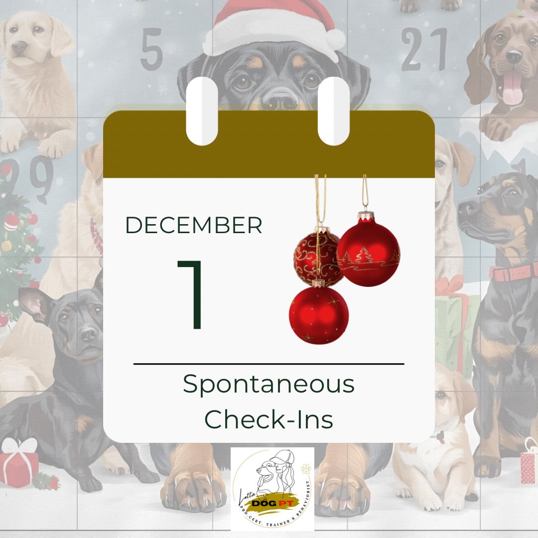 🎄 Welcome to my little Advent Calendar!🌟
This morning I spontaneously decided to share 24 simple things that can make everyday life with your dog calmer, more joyful and more connected, based on what I do as Ecco’s mum and as a dog instructor.
- Calmer, because stress and high expectations decrease when the dog gets the right conditions.
- More joyful, because small routines and simple exercises strengthen the relationship.
- More connected, because cooperation is built through a trusting relationship and clarity.
Nothing advanced. Nothing perfect (because I’m far from perfect😅)
Just things you can easily try in real life, at home, in the forest, or on your walks.
I learn something new every single day and know I’ll never be “finished”, so feel free to share your own experiences too. We learn from each other, and that’s exactly what makes life with dogs so beautiful❣️
DAY 1 – Spontaneous check-ins🌟
Today’s idea comes straight from our morning walk.
Ecco often checks in with me on his own, without any cues and those moments are exactly what build better cooperation and smoother walks.
Spontaneous contact means the dog chooses to look up and connect.
It’s not shaped by “here”, “look” or “heel”, it’s a natural wish to stay in touch with their person.
When we notice and encourage those small check-ins, something beautiful happens:
• The dog’s self-offered focus grows
• Walks become calmer
• Cooperation becomes softer
• And we don’t need to repeat their name all the time
A simple
• “Yes”,
• a smile,
• a soft touch,
• or just walking on together
is enough to reward it.
Small things that make a big difference.
I hope You will join us for the next 24 days🌟
It will be simple, everyday-friendly and hopefully inspiring.
#christmascalendar #dogtraining #dogtrainer #rottweiler #lottadogpt