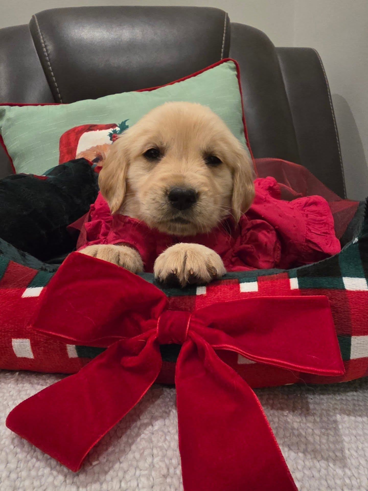 Our little princess yellow girl💛 is trying her first Christmas outfit. At the end she decided to take a little nap, it's so exhausting to be pretty 😂 Isn't she so precious 😍