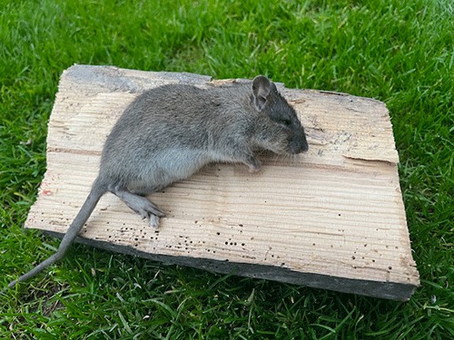 🐭 Souris, rats… ne laissez pas la situation s’installer ! 🐀
Une infestation peut sembler anodine au début, mais elle peut rapidement devenir un vrai problème : dégâts matériels, risques pour la santé, reproduction ultra rapide… Ces nuisibles ne perdent pas de temps, et vous ne devriez pas en perdre non plus ! ⚠️
💡 Agir vite, c’est éviter :
✔️ la contamination des aliments
✔️ les problèmes d’hygiène
✔️ les bruits nocturnes qui rendent fou
✔️ les réparations coûteuses dans la maison
👉 Dès les premiers signes (bruits, crottes, odeurs, fils rongés), faites intervenir un professionnel. Une action rapide = une maison saine et sécurisée.
🔧 Ne laissez pas les nuisibles prendre le contrôle : reprenez votre espace dès aujourd’hui !
#Dératisation #Rat #souris #pestcontrol #Solyservices