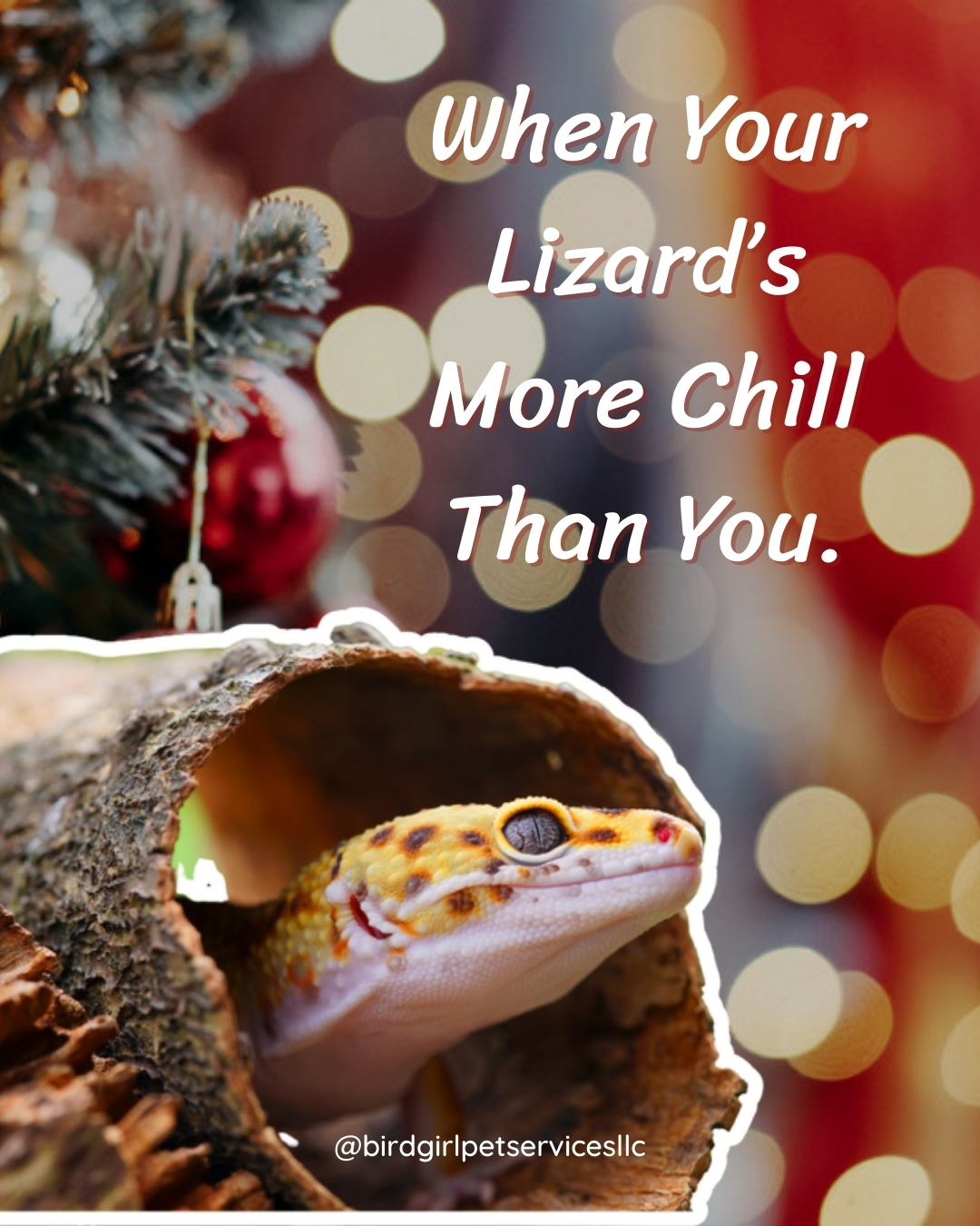 Some of us are running on caffeine and panic.
Meanwhile the lizard has been basking like a tropical vacationer since November. 😂🎄🦎
If your pet handles holiday stress better than you do, drop a fire emoji below.