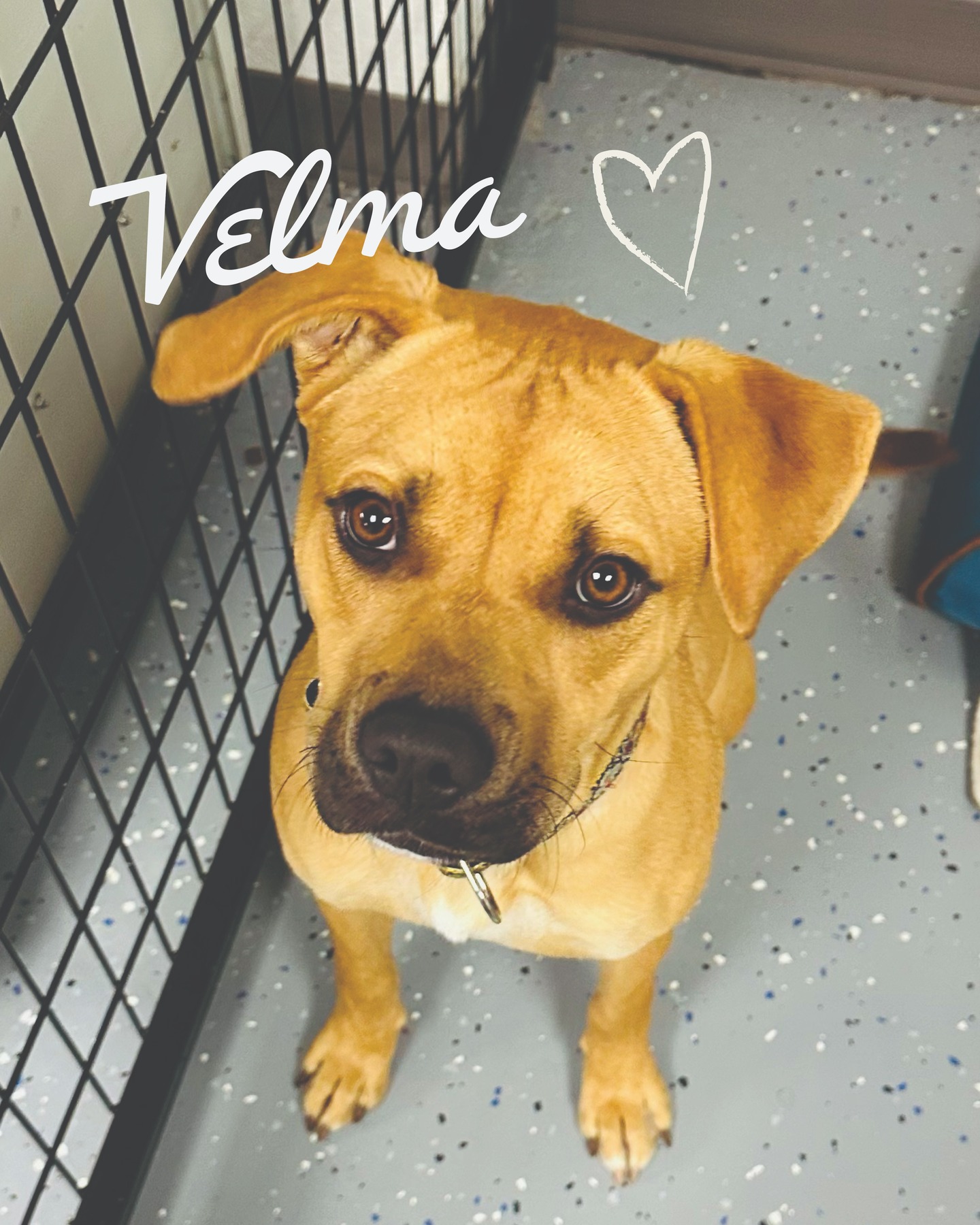 Velma is a sweet akc mutt with a whole lot of love packed into her sturdy little frame. She lives for playtime and absolutely adores running around with her rescue dog friends. If there’s a group game happening, Velma is already there. Tail wagging, heart wide open.
She’s social, affectionate, and so deserving of a family to call her own. Velma has done her waiting. Now she just needs someone to choose her.
Could that be you? 🐾
Available for adoption through Stella’s Rescue
DM us to meet Velma
#AdoptVelma #StellasRescue #RescueDogLove #AdoptDontShop #BoxerMix #ForeverHomeWanted