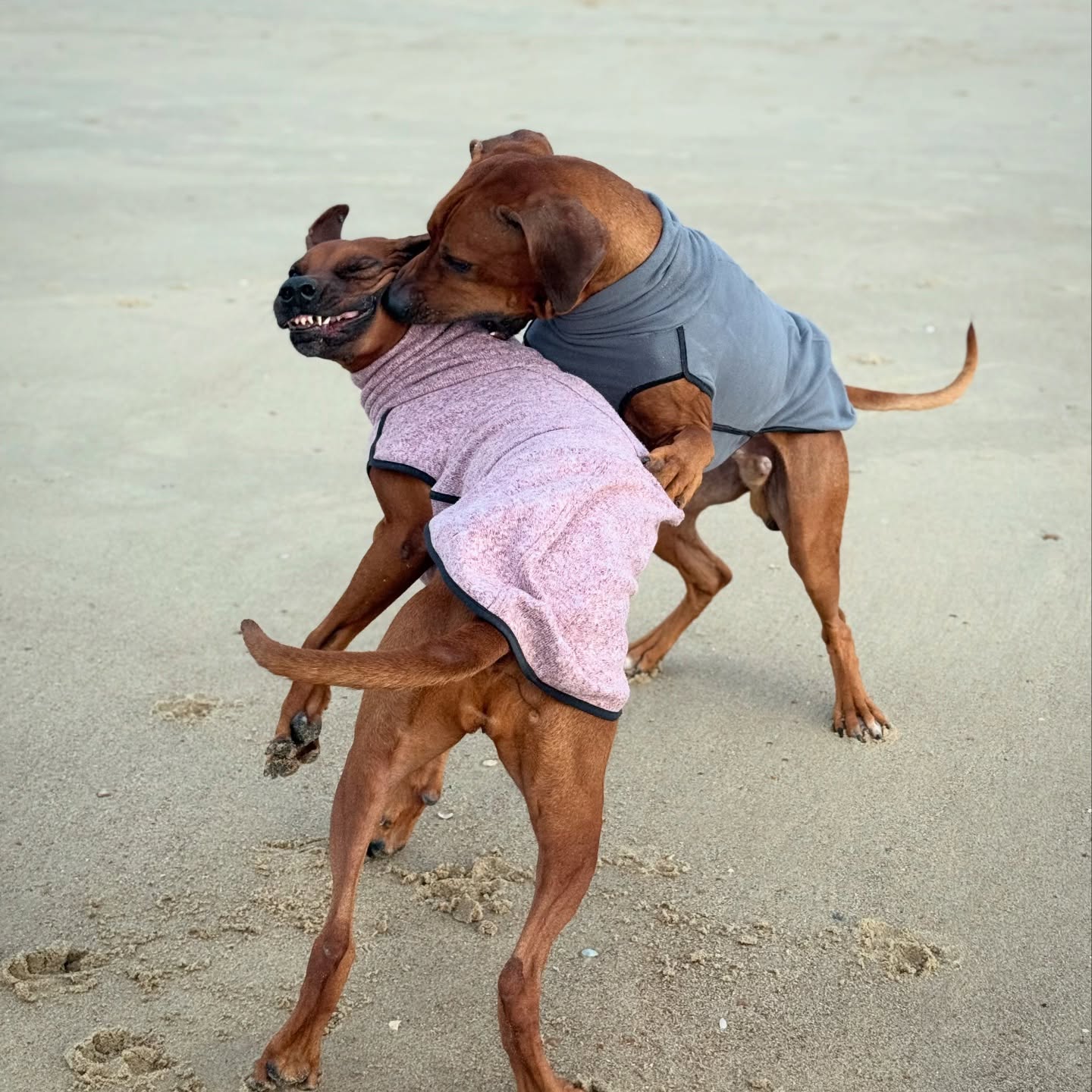 Beziehungsstatus: irgendwo zwischen Kuscheln und Kampfsport 🐕💞🥊🐾
#ridgeback #rhodesianridgeback #🐶 #hundeliebe #doglovers #doggo