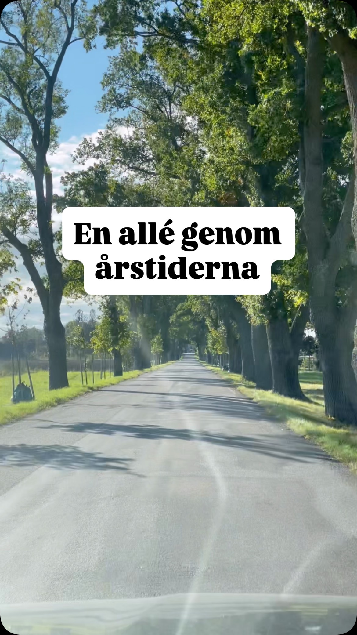 Idag på väg till @haga_slott när insåg jag att jag troligtvis har filmat denna allé ganska många gånger genom åren. Det visade sig stämma väl när jag började leta i mina arkiv. Första gången jag plockade upp kameran var 2019 (allra första klippet i videon). Sen har jag filmat flitigt genom alla årstider.
Något som kanske inte är allmän kännedom är att alléer som uppfyller vissa kriterier är skyddade enligt lag. Och just denna allé är det. De bär på en gedigen bologisk mångfald och en stark kulturell förankring. Förutom att de såklart är ljuvliga att både promenera, köra och cykla igenom. Någon gång kanske nån red eller satt i en droska igenom denna. Vad vet jag. Vacker är den i alla fall - mer alléer i vår liv!