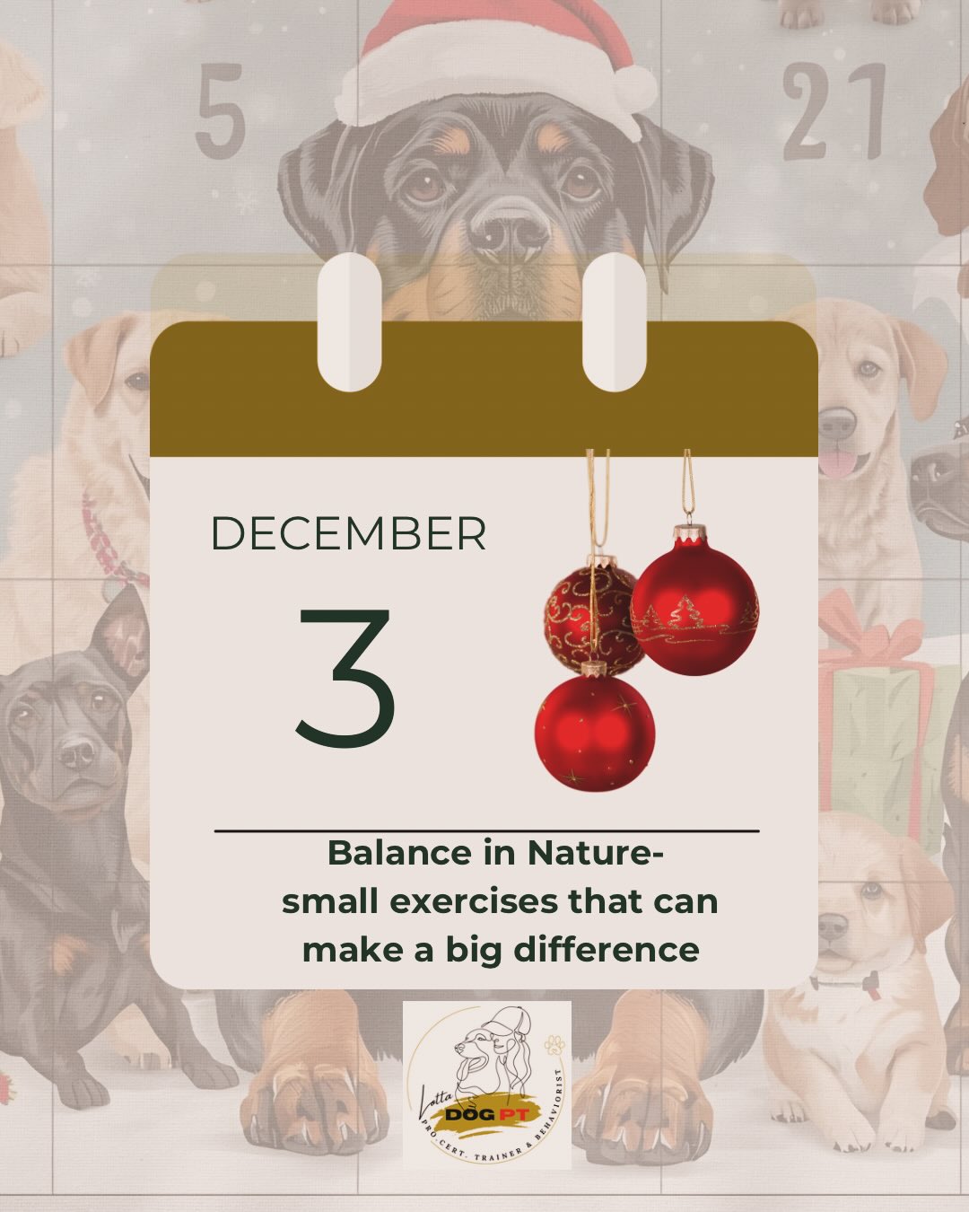 🎄DAY 3- Balance, stillness & small strength exercises in nature
Today’s idea is to use nature as your training partner.
On our walk we added a mix of balance work, strength and stillness, small pauses here and there on stones, stumps and fallen logs.
It doesn’t have to be complicated.
This is wonderful training for both body and mind.
What we did today:
• Sit and stand on stumps and stones
• Front paws up on stumps or stones
• Down on larger stones or along a fallen log
• Walking balance on tree trunks
• Backing up onto a stone with hind legs
• Moving from stone to stone (control + focus)
• Treat tree – placing treats in the bark for Ecco to search (start low → then mix low and high)
• Stillness: sit/stand and wait between exercises to gather calm
All in a slow, curious and joyful tempo.
Why this is so good:
• Strengthens stabilizing muscles
• Improves body awareness (proprioception)
• Builds calm concentration
• Increases confidence in movement
• Boosts self-esteem
• Enhances engagement, the dog needs to stay connected to you
• Sniffing at the bark helps them settle
It’s basically functional training for dogs, small, controlled movements that build real strength and awareness.
How to start:
1. Begin with large, stable surfaces.
2. Let your dog simply stand or place front paws up.
3. As balance improves, you can reduce the size of the surface.
4. Add easy stillness moments: “sit”, “stand”, “wait”.
5. Keep the pace slow and the sessions small.
6. Finish with a treat tree for a calming scent activity.
Important safety note:
Avoid starting a walk with jumps up and down.
The body needs to warm up first, just like ours.
Simple nature moments, powerful effects.
Hope you’ll keep following along with us. Small steps, often, that’s how both dogs and humans grow. ❣️🐾
#christmascalendar #dogfun #dogtrainingisfun #dogtrainerlife #rottweilermom #rottweiler #lottadogpt