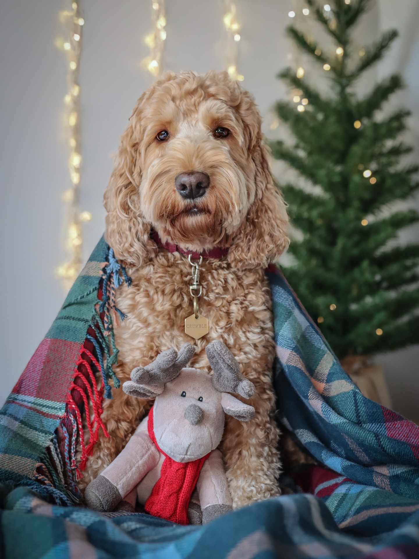 Crumble & her trusty reindeer… preparing for peak snuggle season, powered by @borderlovesuk 🎄🦌💛
P.S. Use code C&C15 to save some pennies on your pup’s festive treats!
