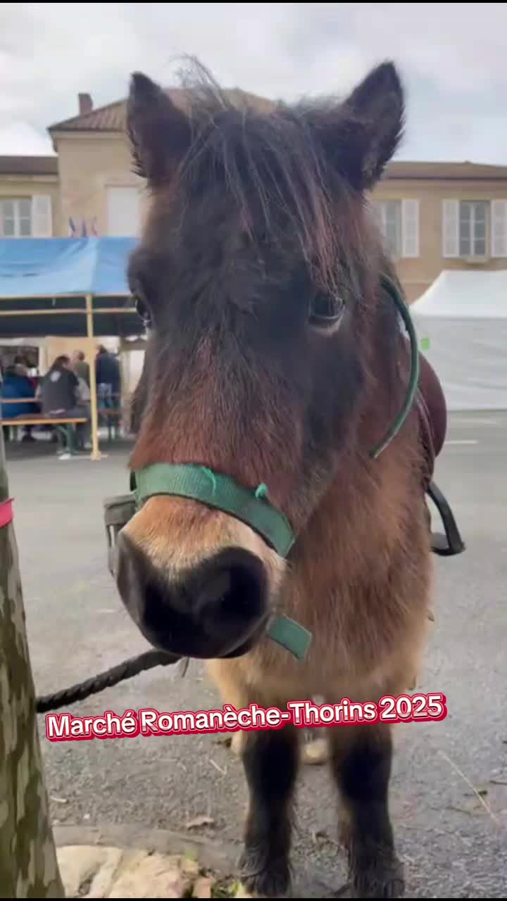 ❄️🎅 Marché de Noël 2025 🎅❄️
Romanèche-Thorins