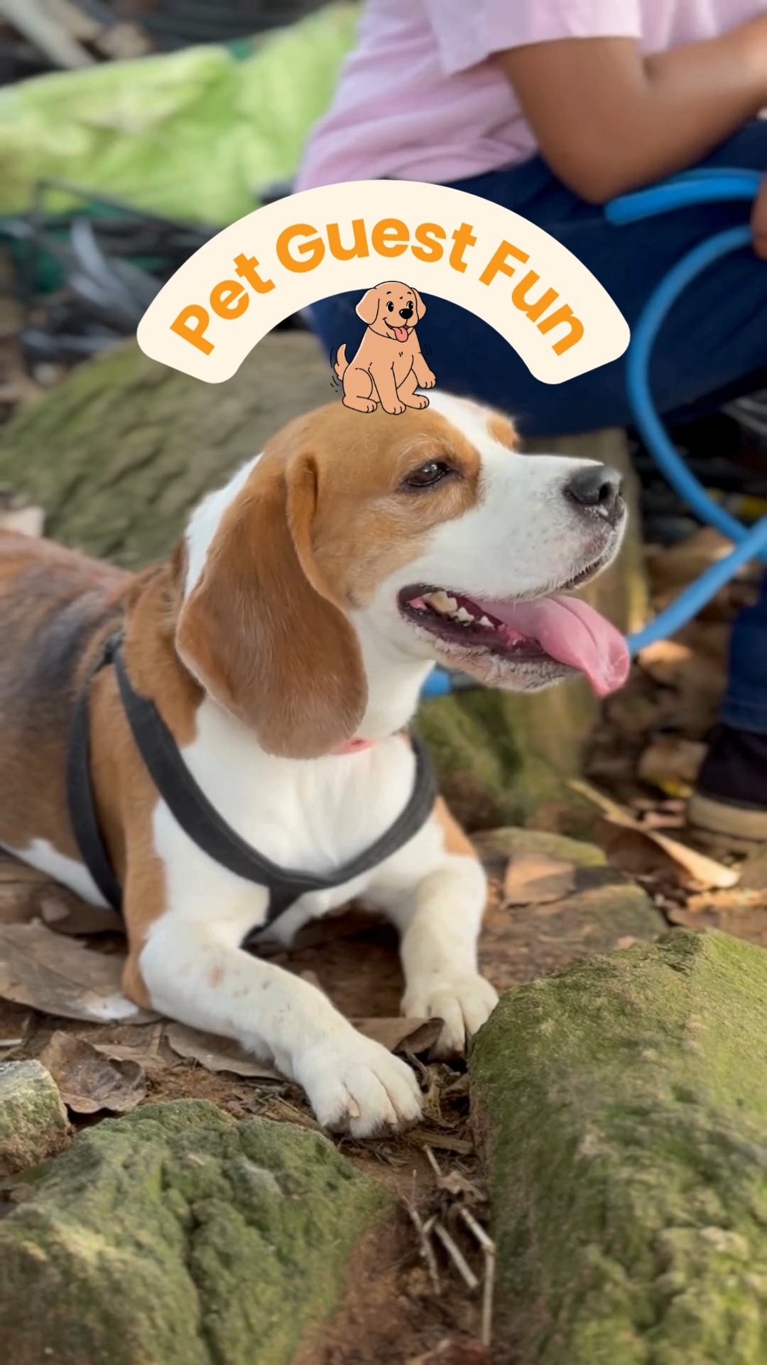 This superstar made our week brighter! With loads of playtime, walktime and pool time our pawsome guest of the week enjoyed every second at the retreat. Ready to give your pet the same experience?
Visit www.cessnapetretreat.com or dial +91 7619 634627.
#cessnalifelineveterinaryhospital #cessnalifeline #bangalorepets #petvacaymode #dogsofbangalore #catboardingindia #boardingwithlove #pawsomeguest