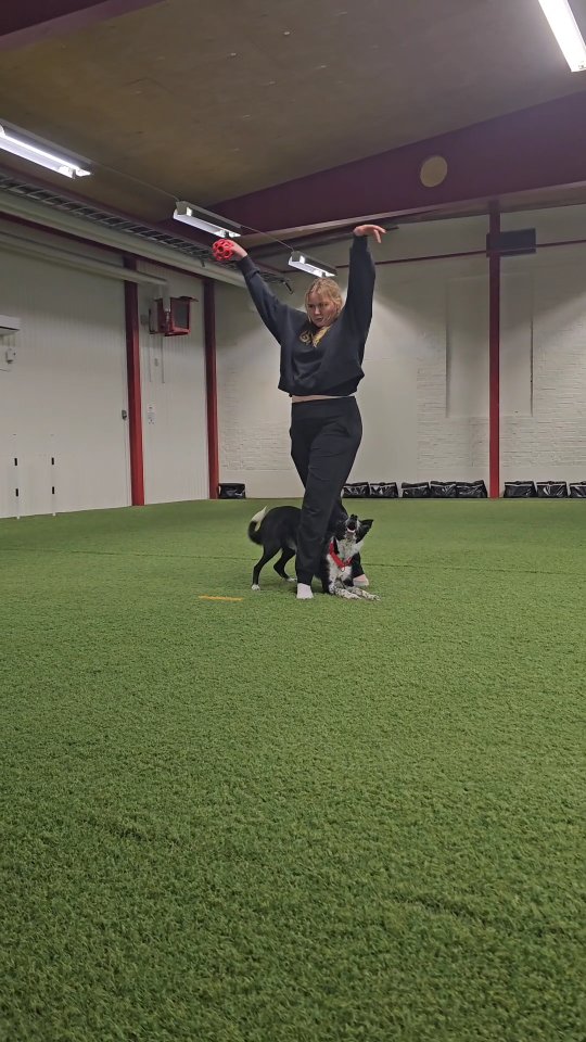 He's out of this world 😭😍 Spud 🔥
#dogdancingfreestyle #dogsofinstagram #dogtricks #trickdog #bordercollie #freestyledog #bordercolliesofinstagram