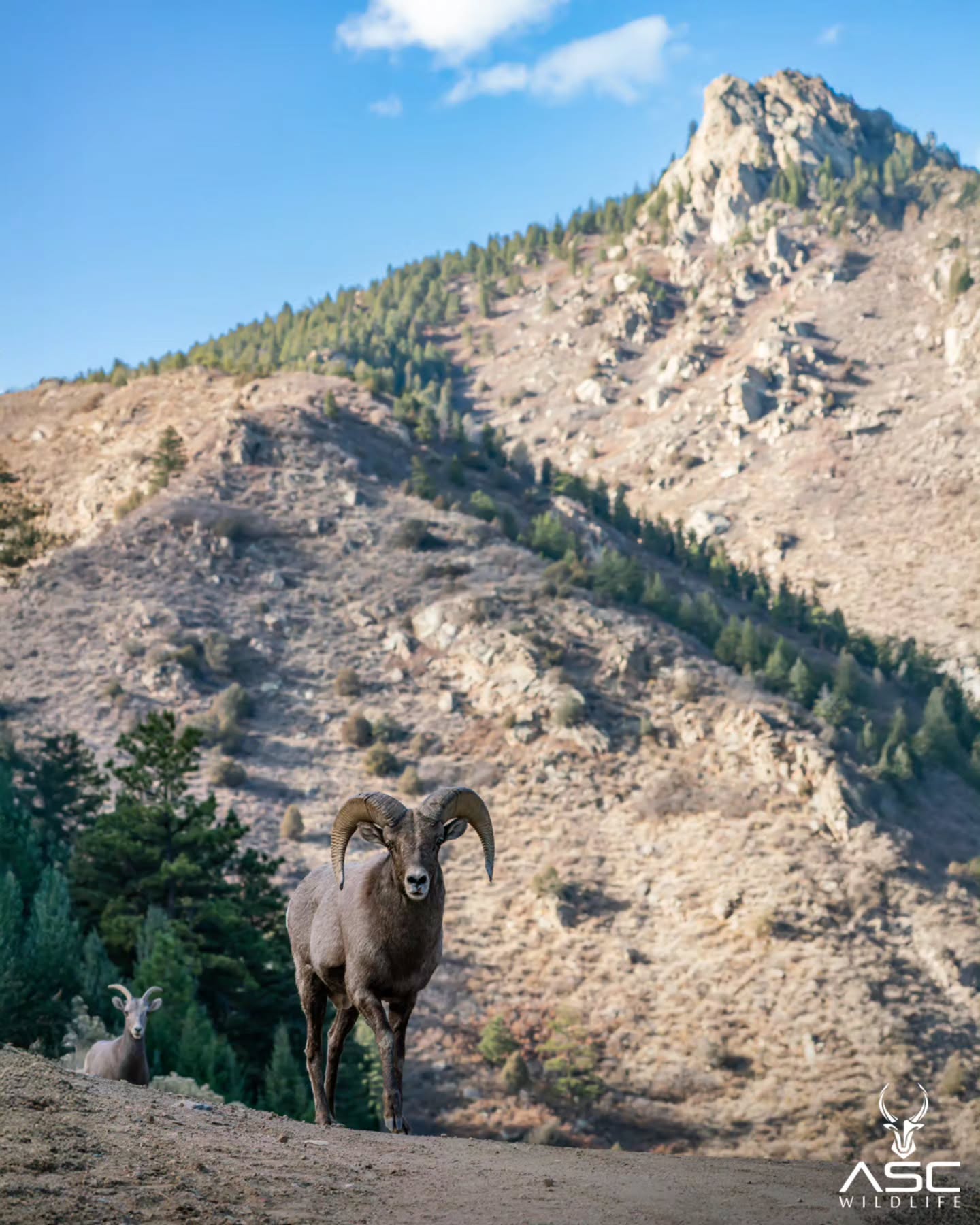 Bighorn sheep Ram with Ewe in tow. Hoped this image would line up after multiple attempts. 🙏
Enjoy!
Photography by @ascwildlife
.
.
.
#wildlifephotography #ram #colorado #wildlife #bighornsheep