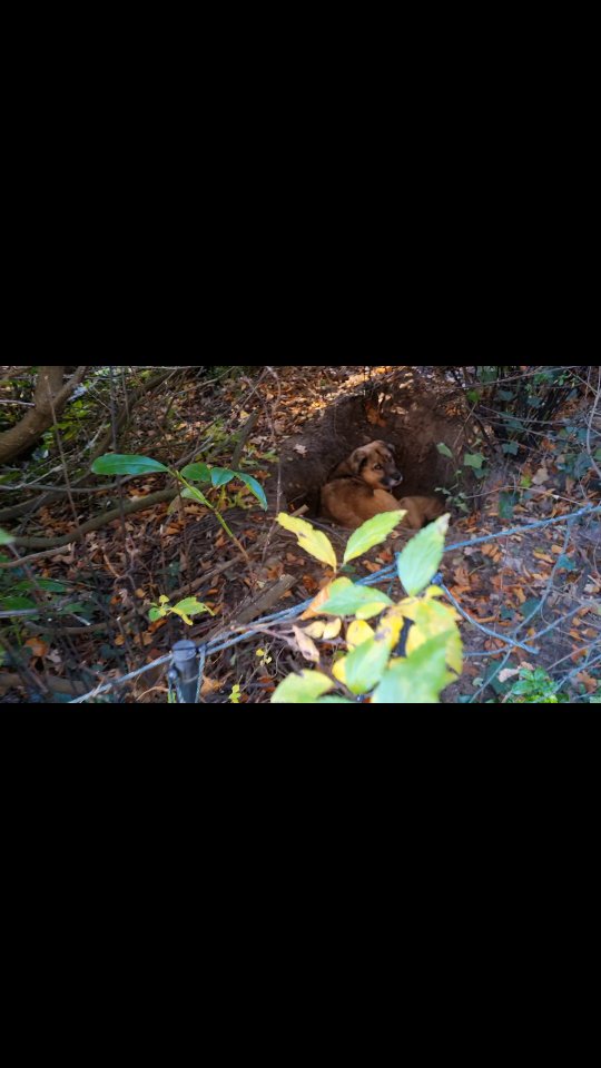 .... der HSH in seiner Lieblingskuhle ... Such.. wo ist der Hund?!? In der Schnarchkuhle neben der Terrasse 😅🤭🐾
#mithundensprechen #hundeliebe #doglovers #hunde #hundesprache #dogs #dogsofinstagram #hundeverstehen #dogsoninstagram #herdenschutzhund #lieblingsplatz