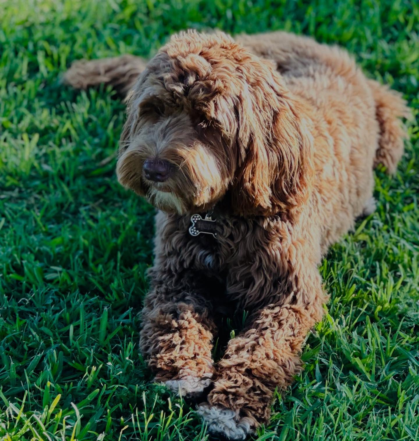 Hope is having her first litter!! February 2026!! Canโt wait ๐ฆ