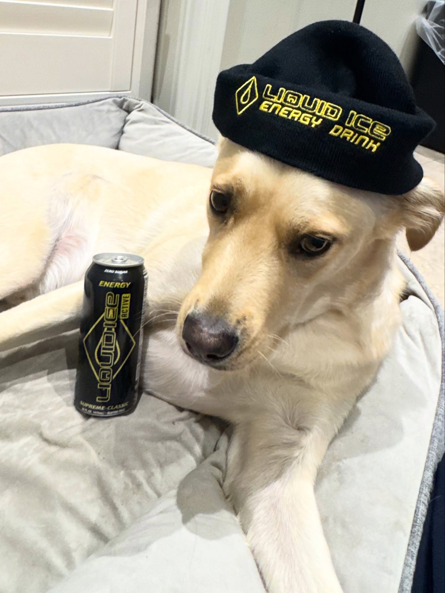 Our intern is kinda awkward 😬 he just sat like this for twenty minutes waiting for someone to say “nice hat.” No one did. Who is this guy?
#LiquidIce #EnergyDrink #SipTheIce #SipSmater #Meme