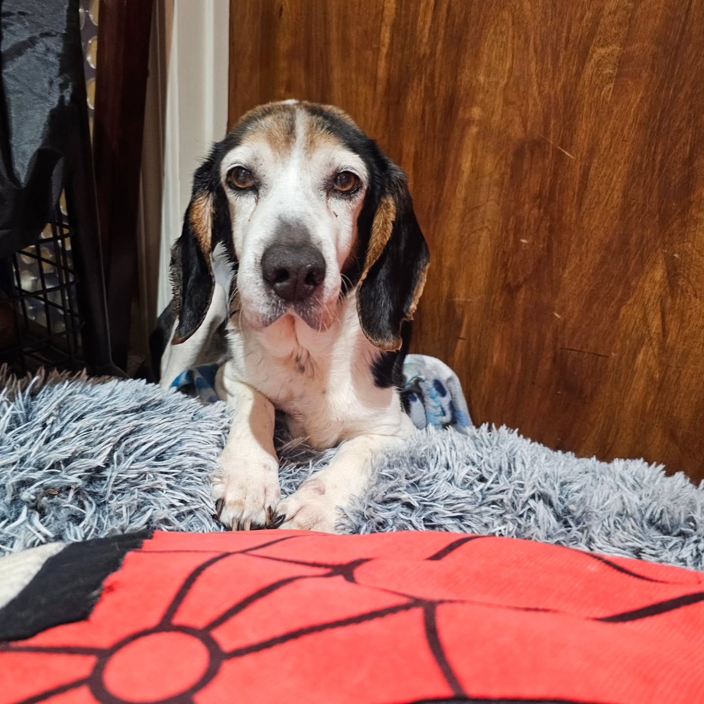 Our sweet foster Lucky crossed the rainbow bridge Monday evening. π
Our time with him was short, but we packed alot into his last 5 months. Lucky got to experience real love, friendship, safety, and freedom. He loved all sorts of things but his absolute favorite was making new pup friends. Any time he was introduced to a new dog, he would light up and happily trot along behind them like a puppy. β€οΈ
I want to thank all of you for your support and interest in Luckys journey. Fostering isnt always easy, but its always worth it. For those who remember Rosy, his companion, she was adopted into a fantastic family and has been loving life ever since. β€οΈ
We are heartbroken but full of love knowing Lucky had the best possible 5 months and so many of your pups played a huge role in his happiness. β€οΈβ€οΈβ€οΈ
Let Luckys story be a reminder to always #adoptdontshop πΎπ©·