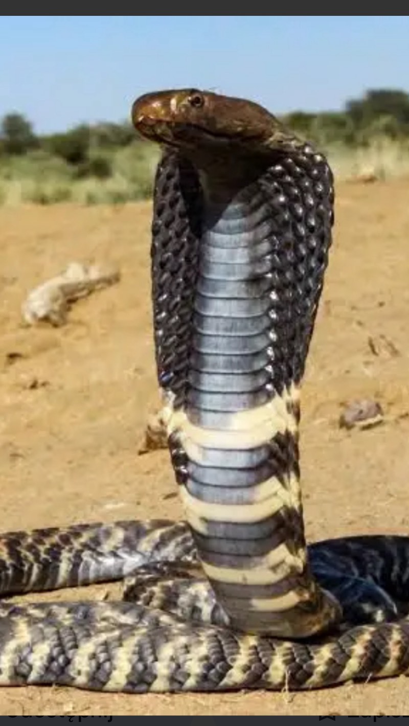 Never a dull moment on Namibian farm.
Yesterday one of our dogs Nala started barking at something just by the window of the house. I went there to check why Nala is barking so angry at something. Then l saw this huge Zebra Cobra trapped between the window and mosquito net. We were very lucky to find the snake before it went deeper in the house and before it had bitten one of our animals or us. There is no antivenom for the bite of a zebra snake and this snake can also spit in the eyes.
Most people in Namibia will kill a snake but this one was lucky since we decided to catch it and let it go.
The bravest snake handler was @krafftrene
And he had a great help from @kaimona92
#zebrasnake #zebracobra #snakesofnamibia #dangeroussnakes #snake #dangerousanimals #namibiansnakes #snakehunter #namibianwildlife