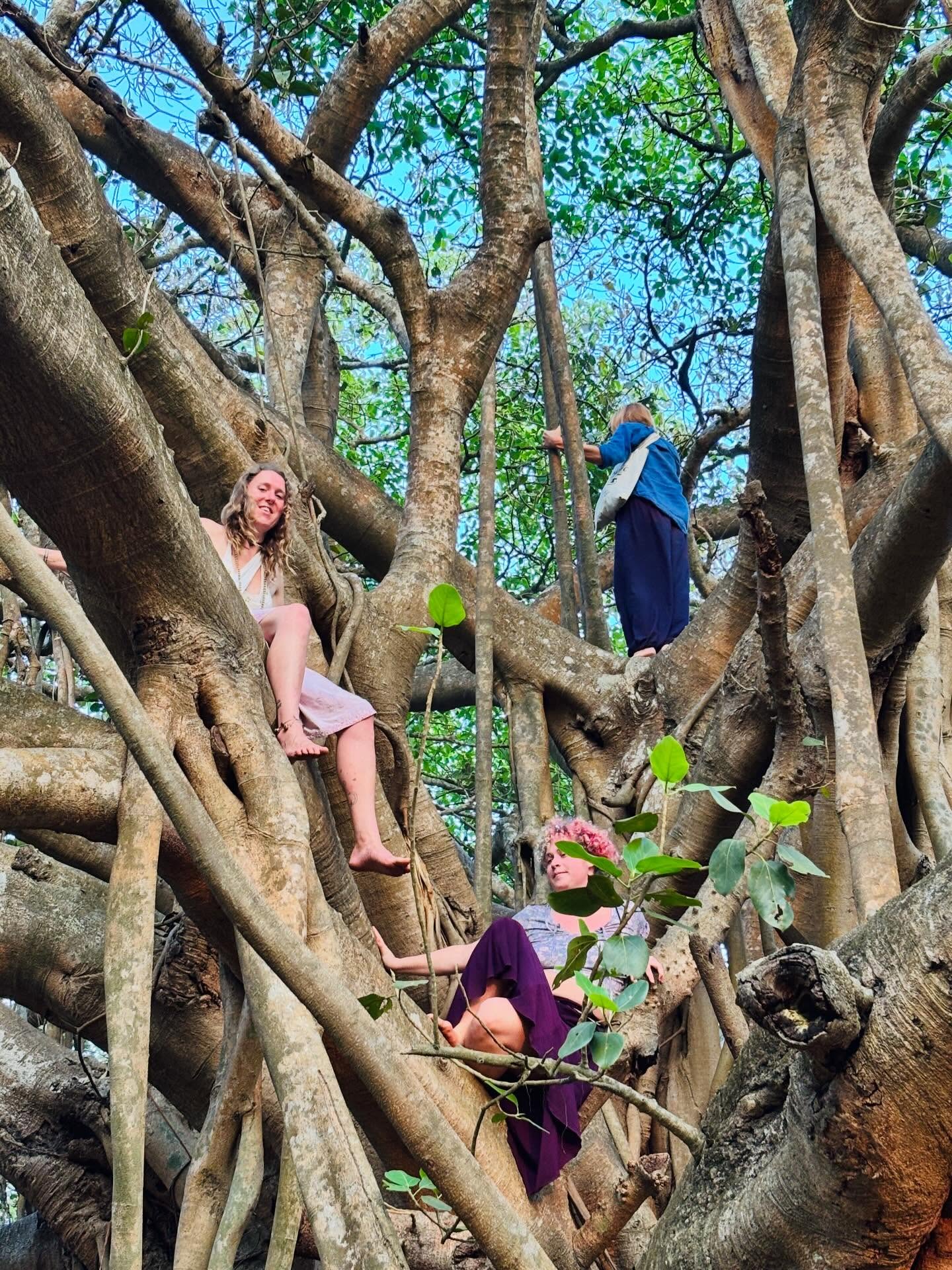 Tree huggers, healing musicians and a grand old banyan. North Goa has a way of slowing the world down 🌳
#NorthGoa #GoaVibes #BanyanTree #TravelReels #IncredibleIndia #NatureLovers #GoaDiaries #IndiaTravel #StorytellersOfIndia