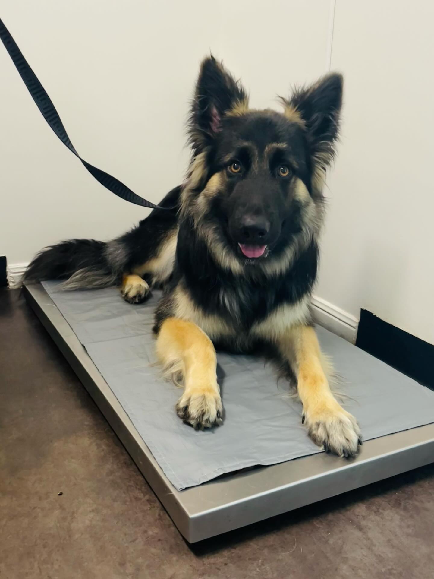 This is Zeus. He is a 10 month old German Shepherd. He was once very scared of getting weighed and standing up on the scales. After some positive reinforcement training, he is now super confident. Look at him go!