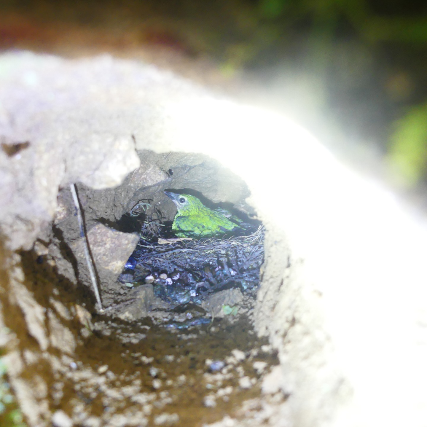 For a few weeks we were wondering who's the owner of the nesting hole at the entrance of our reserve - we could hear the baby birds begging for food - but never saw an adult. There are a few species nesting in holes in the walls of the trail, but the hole seemed to small for the usual suspects.
Now finally with the baby birds big enough and showing coloration we now that it's the nest of a ... *drumroll* ... Swallow Tanager (Tersina viridis).