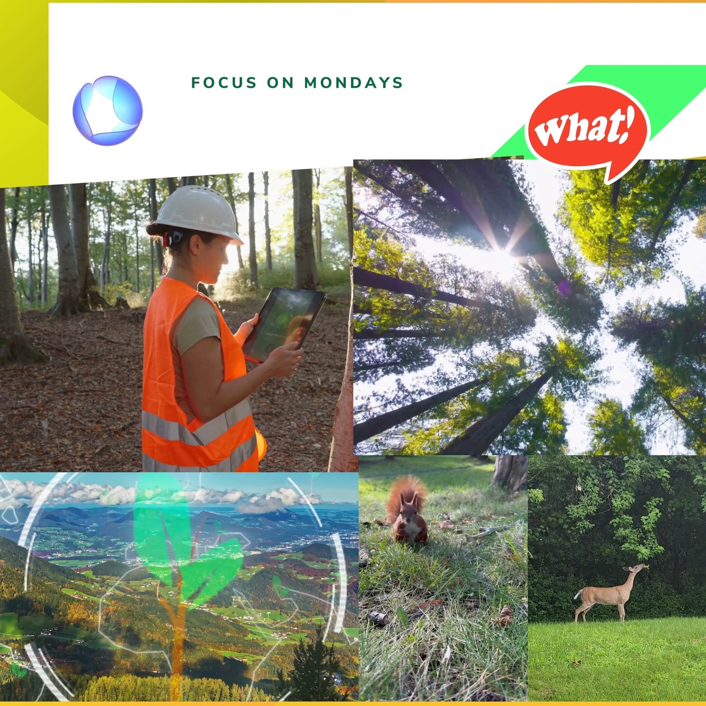 @mo.eco_art MonacoEcoArt.com #focus #Monday #forest #stewardship🌳🤏What is Forest Stewardship? 🤔 Is it a new asset management? Mmmm… not really, we need then to depict the “greener” side of the #term 👉 The Forest stewardship refers to the proactive, wise and effective #management of forests and their natural-asset resources with the aim to encourage their long-term #preservation and #productivity in a present and future #perspective: it embodies a comprehensive approach wich includes economic, environmental, and social #benefits, as part of their sustainable development through concrete actions like: responsible #harvesting, wildlife #habitat enhancement, wildfire #prevention, and #water quality protection 🌲🌰 Forests, in fact, offer a set of natural services, from using of raw #materials (wood, pines, mushrooms, berries, etc.) without affecting their regeneration to safeguarding biological #diversity which contributes directly to #climate mitigation, soil fertility and planet’s #health and aesthetics, up to consider them as science lavoratories, #biomimicry creadles and #recreational areas where to merge leisure and eco-awareness 🌿♻️ The term was first used in 1990 during a series of technical meetings which led to the foundation in 1993 of the Forest Stewardship Council (FSC), an international non-profit NGO, based in Bonn (Germany) which gave birth to a model appointed as a major forest #certification system: in particular it is addressed to establish a fully sustainable tree management in such a way that their very existence over time is not endangered 🔰🍁 Forest Stewardship is meant to be much more than an “eco-label”, representing a strategic #engagement and #actionplan, in between hard and soft law, on the basis of which local and international communities care about natural ecosystems through their eco-responsible use to keep a living legacy for future #generations 📸 🎬 © Copyright: MonacoEcoArt Stories #foreststewardship