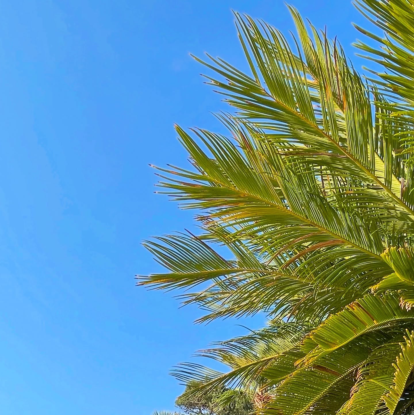 The most beautiful things are … for free
~
~
~
#palmbeachgardens