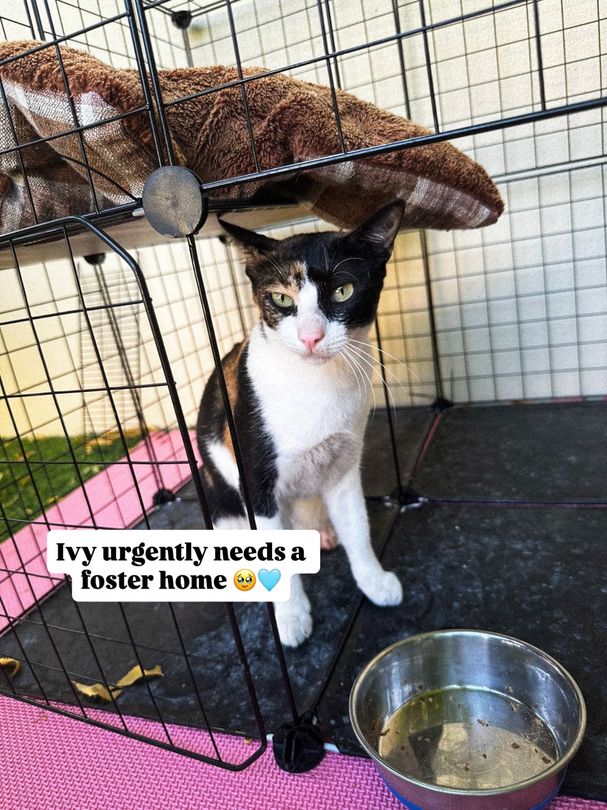 💔 URGENT: Ivy is urgently looking for a foster home
✅ Healthy, Vet Checked & Dewormed
✅ Vaccines are due
✅ FiV and FeLV Negative
✅ Neutered & Microchipped
✅ Eat. DOB - 2021
Ivy was found outside City Walk, drooling, unable to eat, and struggling with a painful mouth and an injured leg. She spent months at the vet receiving dental treatment, medication, and all the care she desperately needed.
Thankfully she fully recovered and her personality blossomed.
For the past 2.5 years, Ivy has been living with the kind family who rescued her. But she cannot roam freely at home because she does not tolerate other cats. She’s either kept in a single room, where she cries to come out, or allowed into the garden, where she has now started going to the neighbour’s doorstep, trying to get inside and meowing for company.
So she only needs a foster home with no other cats, and a family or a person who is home often because she LOVES humans and is wonderful with children!
Please, help us give Ivy the life she deserves. 🙏🏼
If you can foster this beautiful girl, it will completely change her world. 🩵
📩 DM us if you can help
