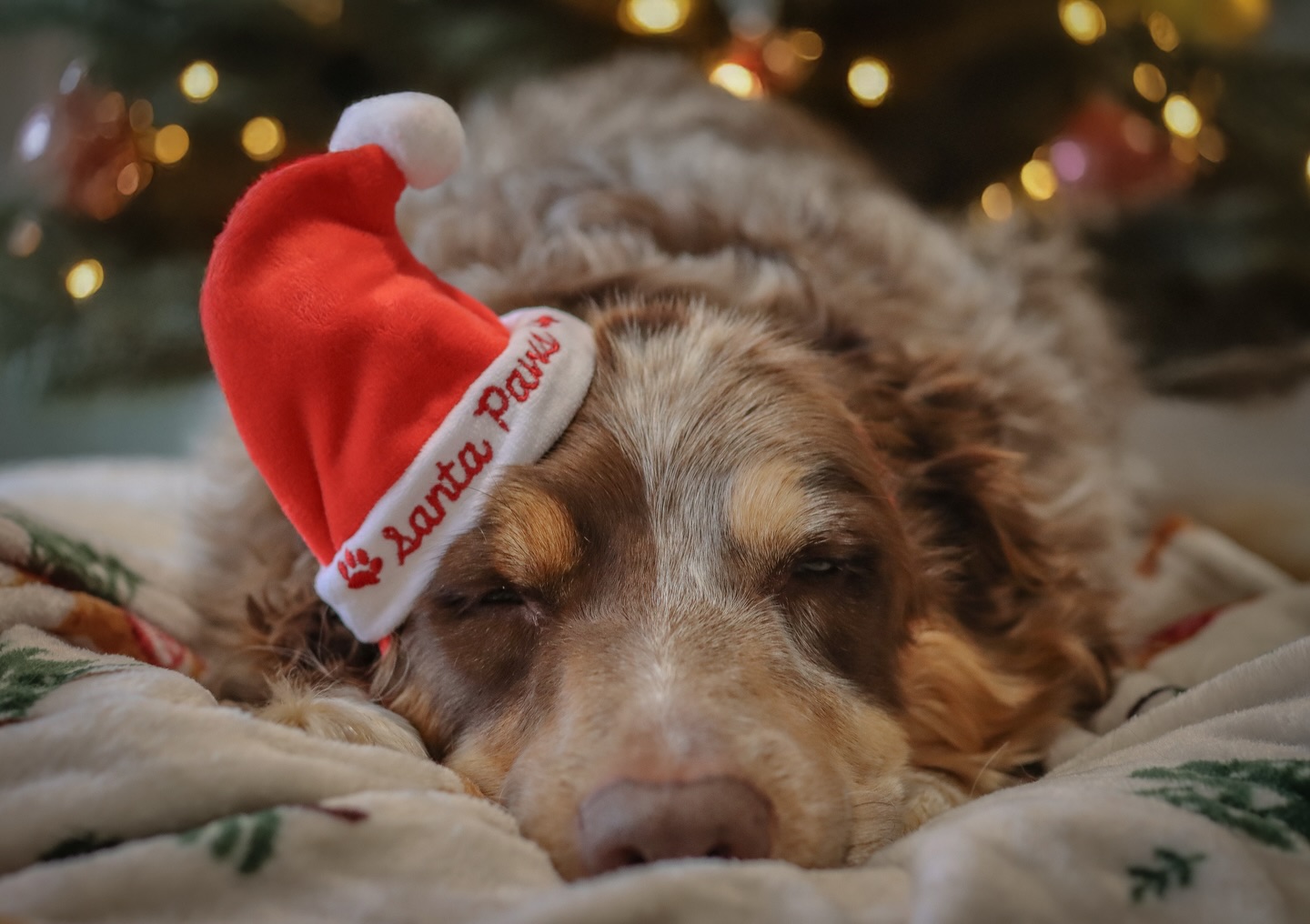 1st of December vibes: Santa Paws is technically on shift, but he’ll start being festive the moment he completes this crucial nap. 🎄😴
#firstofdecember #bordercollieofinstagram #festivedog