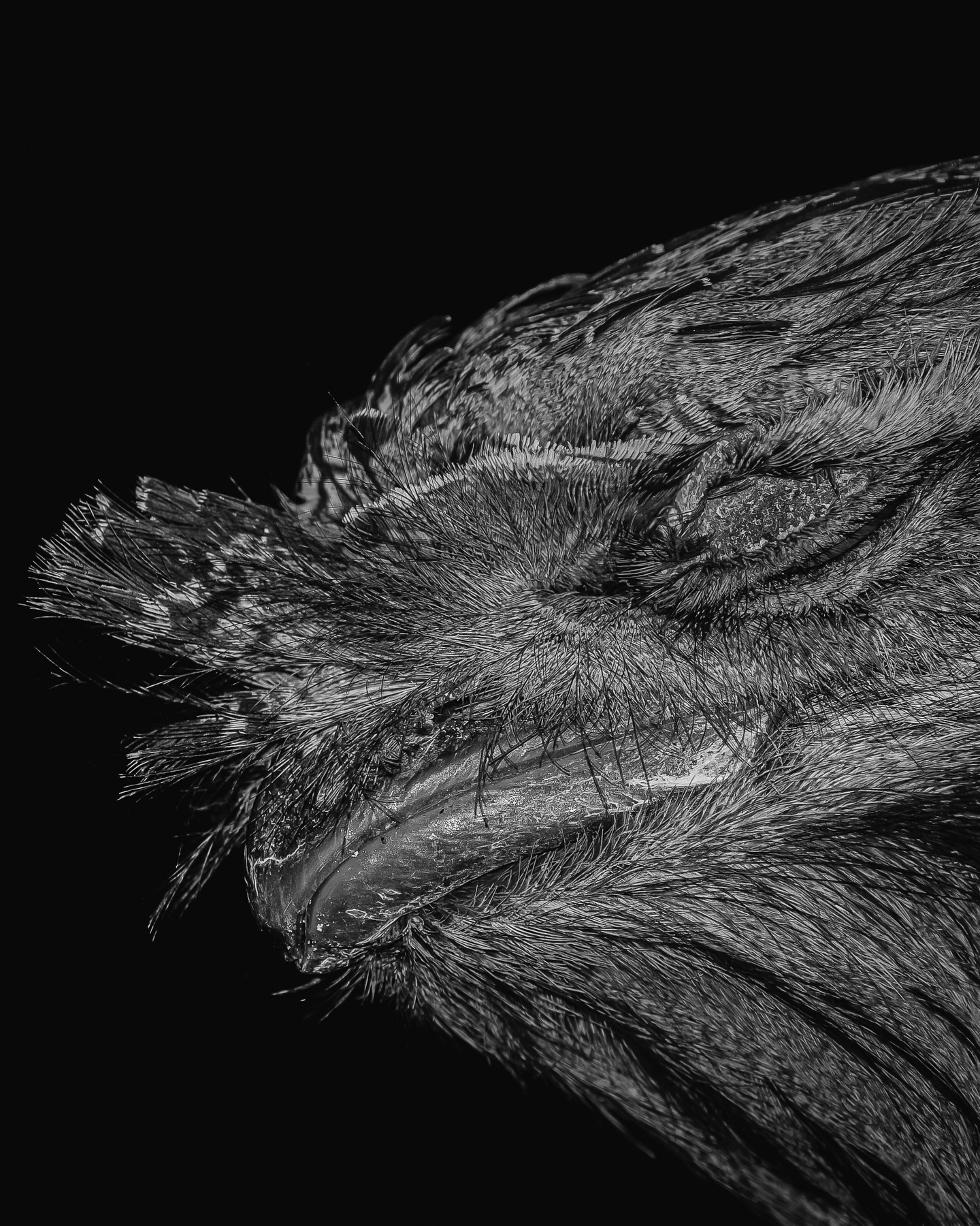 On a midnight drive down a dirt road tonight and had this cheeky little Tawny Frogmouth allow me to get up close.
#ausgeo #tawnyfrogmouth #canonaustralia
@canonanz #canonr5markⅱ #rf100500
