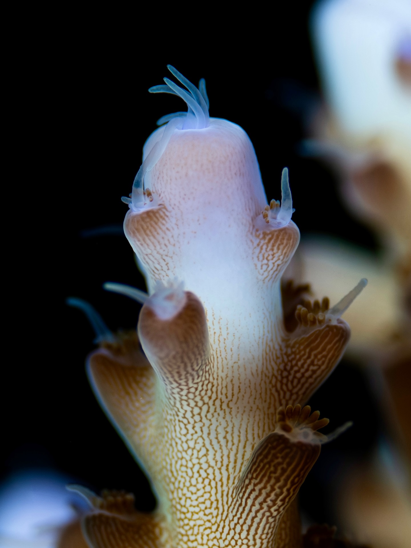 Slowing down to admire the detail 🔎
All of these shots were captured on my Sony 90mm macro lens across Indonesia!
I love putting my macro lens on because it feels like you’re only telling part of the story without it.
@huntingforparadise @sonyalpha.anz
#Sony12DaysOfGMasterDay6 #macro #macrophotography #underwater #nature #wildlife #oceans