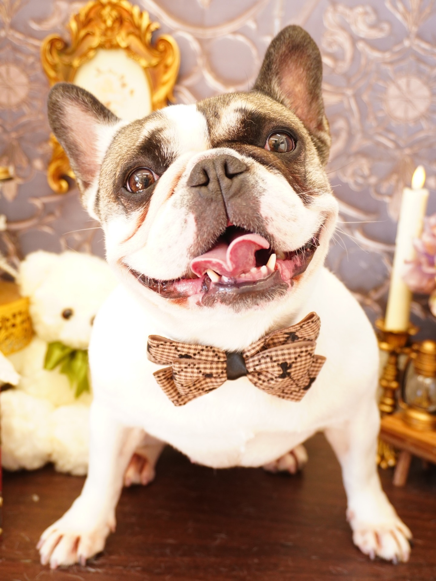 🐾
GUGUちゃん💕
. . 𖥧 𖥧 𖧧 ˒˒. . 𖡼.𖤣𖥧 ⠜ . . 𖥧 𖥧 𖧧 ˒˒. . 𖡼.𖤣𖥧 ⠜ . . 𖥧 𖥧 𖧧 ˒˒. . 𖡼.𖤣𖥧 ⠜
トリミングサロン あやとり
愛知県春日井市勝川町4-176 CASA21 1-A
☎︎ 0568-44-2603
OPEN 9:00~18:00
CLOSE 水曜日、第1・3木曜日
#ト