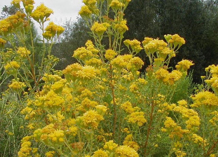 Winter-ready natives for all microclimates 🌿🐝
Link in bio for more from Moosa Creek Nursery.
1) Salvia clevelandii (Cleveland sage) — Plant: Oct–Feb | Sun: Full | Water: Low once established | Pollinators: Hummingbirds + native bees.
2) Arctostaphylos spp. (Manzanita) — Plant: Nov–Feb | Sun: Full–Part | Water: Very low | Pollinators: Bees, nectar feeders.
3) Ceanothus ‘Ray Hartman’ — Plant: Oct–Feb | Sun: Full | Water: Low | Pollinators: Bees, butterflies.
4) Encelia californica (California brittlebush) — Plant: Oct–Mar | Sun: Full | Water: Very low | Pollinators: Bees, beneficial insects.
5) Eriogonum fasciculatum (California buckwheat) — Plant: Oct–Mar | Sun: Full | Water: Low | Pollinators: Bees, butterflies, beneficial moths.
Why these choices: they thrive in Valley Center’s warm winters and support diverse pollinators while requiring minimal water. Moosa Creek Nursery has specialized in local, minimal-chemical-grown stock since 2004 — healthier plants mean stronger pollinator habitat and long-term garden success.
Tell us which plant you’re adding this season or tag a project you’re planning! 🌼🪴
#ValleyCenterCA #NativePlants #PollinatorGarden #MoosaCreekNursery #Waterwise #HabitatRestoration #CaliforniaNativePlants #GardenTips