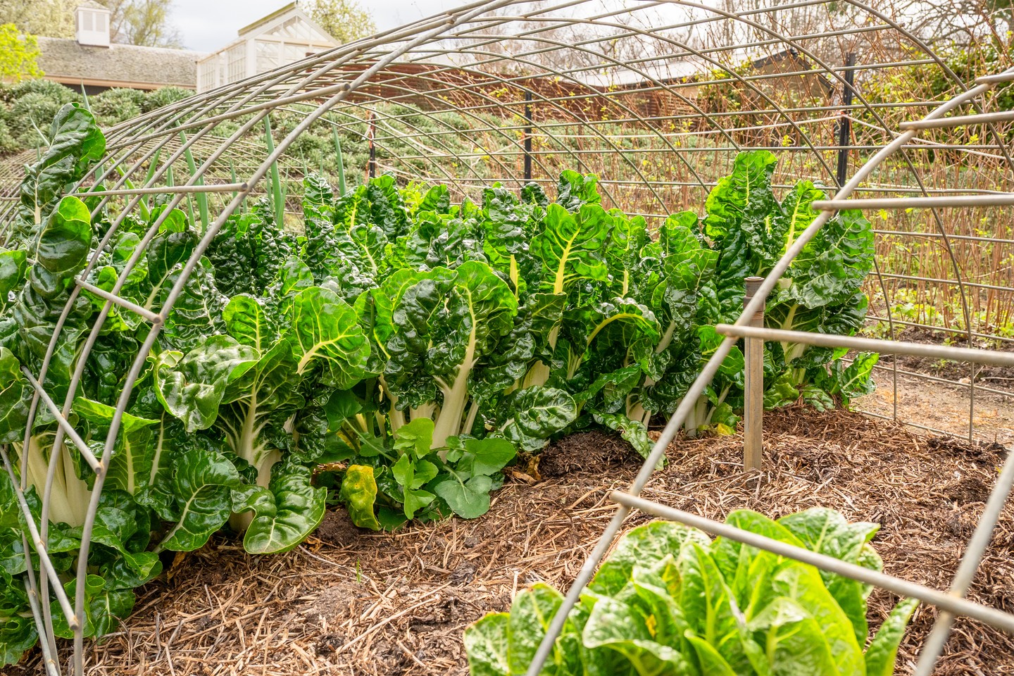 As the weather warms, veggie gardens shift from growing to producing.
Now’s the time to feed with a balanced fertiliser, keep up the mulch, and water deeply a few times a week instead of often and shallow. Strong roots now mean better crops right through summer.
.
.
.
.
.
.
#macedonnursery #macedongardensupplies #macedonrangesgardens #macedon #macedonranges #mountmacedon #woodend #gisborne #melbournegardens #macedonrangesnaturallycool #visitvictoria #australiangardening #kitchengarden #summergardening #homegrown #localgardencentre