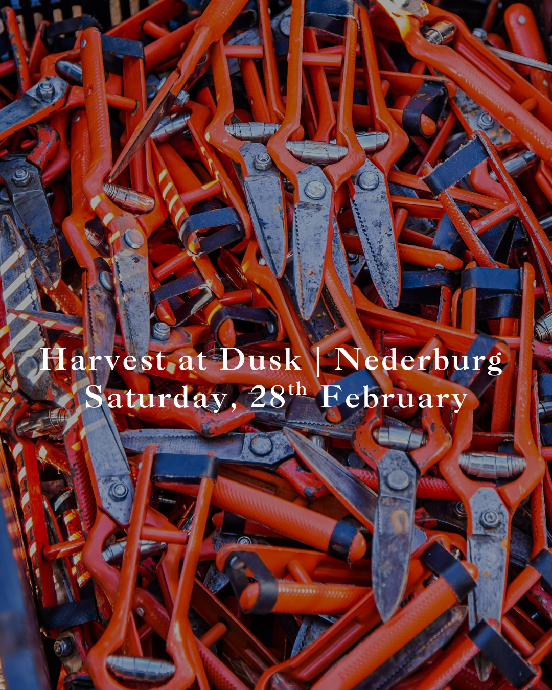 The 2026 harvest is nearly here and Nederburg would love for you to be part of it!
Harvest at Dusk is happening on Saturday, 28th February and it’s a chance to step into the vineyards, meet the winemakers and see where the magic of their wines begins!
Your night starts with welcome drinks and canapés and moves to tasting freshly fermenting grape must, this is the evening that promises a hands-on look at the harvest.
There will be grape picking, grape stomping, and a fireside three-course dinner with wine pairing to finish the night. Tickets are available through Howler - come join Nederburg along the Paarl Wine Route for an evening you won’t forget.
Date: 28th February
Tickets: R1495pp (includes welcome drinks and canapes, harvest experience, 3-course dinner with wine pairing. Cash bar available)
Time: 5pm
#WelcomeToOurHome #SummerAtNederburg #PaarlWineRoute