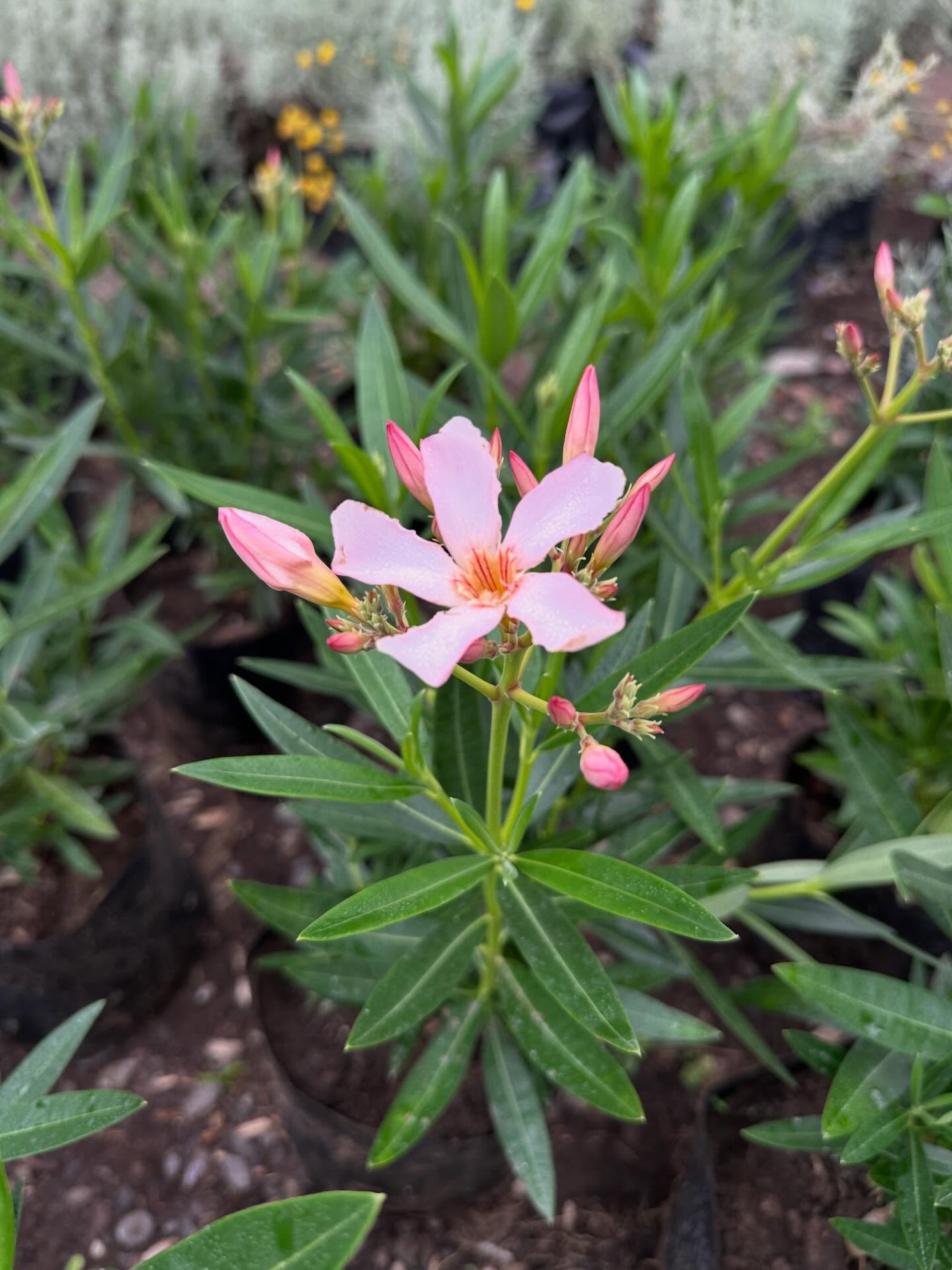 Laurel enano 🌸
☀️ pleno sol
💧 bajo requerimiento hídrico
🌿 follaje perenne
🌸 flotación primavera hasta otoño
🪵 tolera todo tipo de suelos