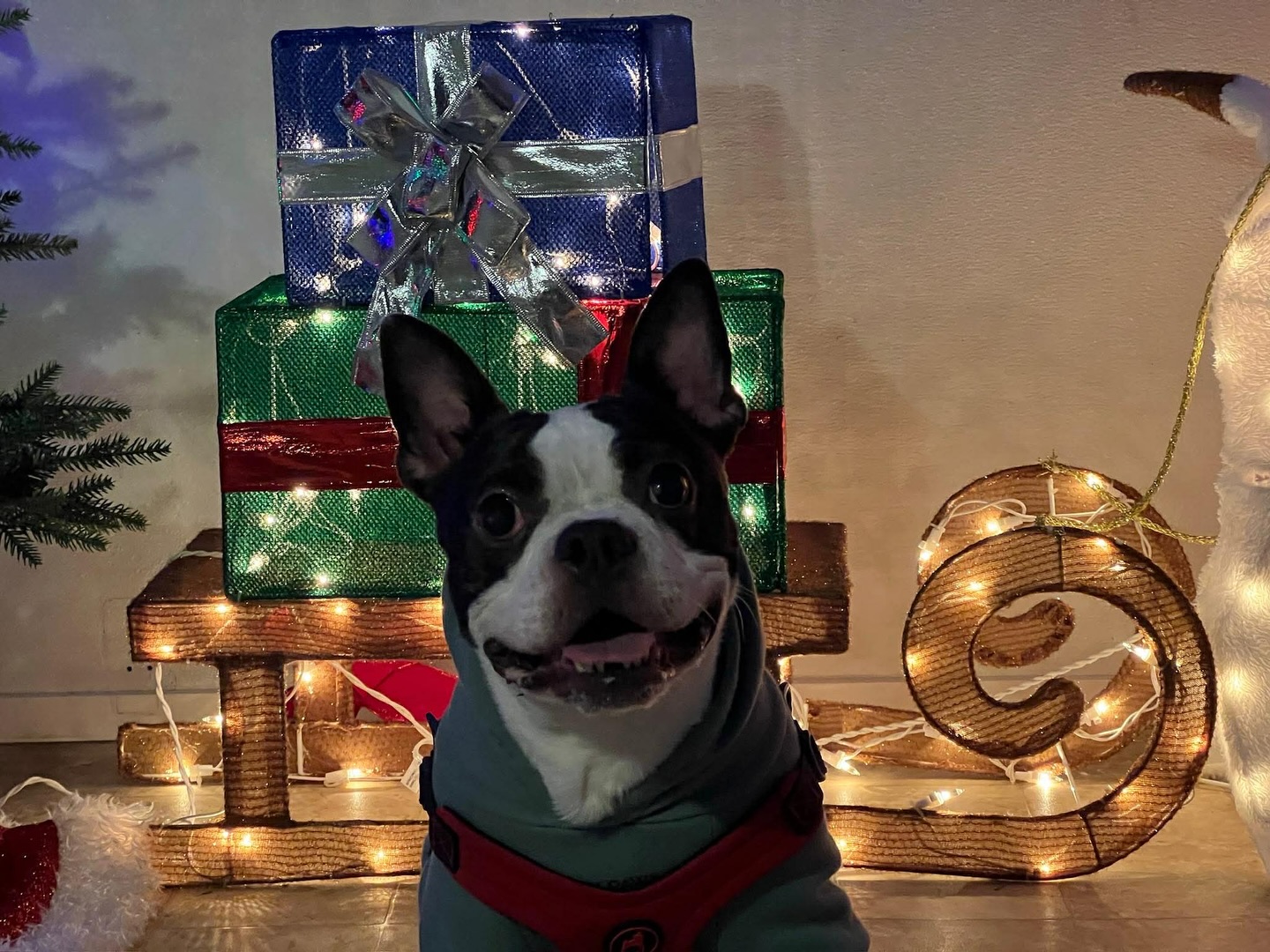 A quaint gathering for the first night of Winter Pawderland✨💖🐾. Thank you to everyone who came! It was magical watching the dogs and kiddos enjoy the lights. Thank you @floweringrockfarmnc for slinging your delicious pizzas! Here are some pics from last night, as well as some of recent guests enjoying our Pawderland💖🐾✨
Spots are now open Wednesday- Sunday nights, 6pm-8pm, through Dec 20th. To reserve a Pawderland Pass, visit our website, 3Bsinn.com.
💖We’ll be collecting food for @sargesanimalrescue Community Pet Food Pantry through the 20th. 🫶
If you live with a reactive dog but want to enjoy the lights, email or message us💖 We’re happy to get you scheduled for a time when no other guests are here (this only available through the 12th due to our current reservations).
#winter #dogsofasheville #dogfriendly #dogfriendlytravel #staycation #festive #dog #ashevillenc #gertonnc #unicorn #dogsofinstagram #reactivedog