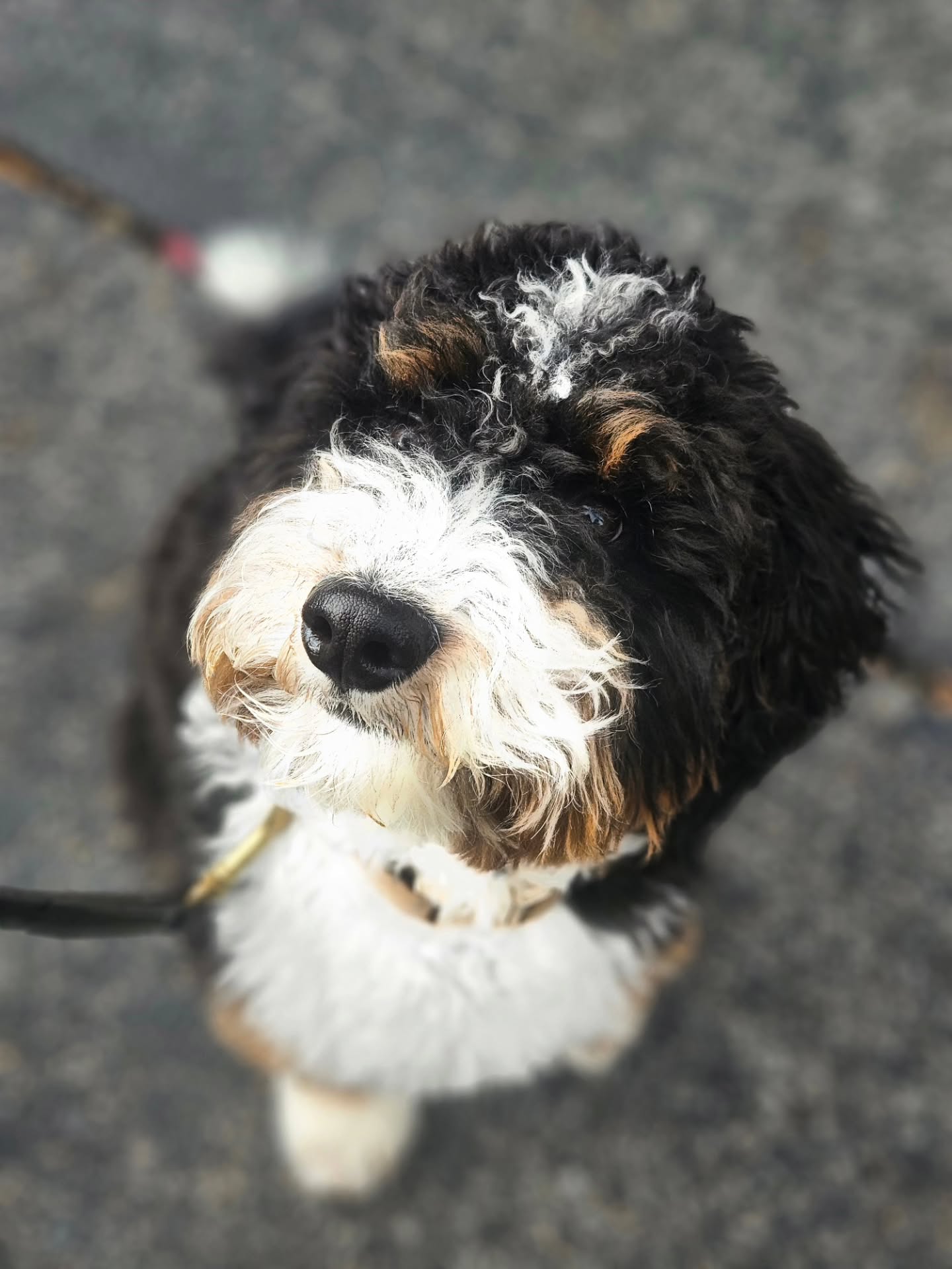 ✨ Consistency = Confidence ✨
Meet this sweet pup Patriot, putting in the work today!
Training isn’t just about teaching commands — it’s about building trust, confidence, and clear communication between you and your dog.
Whether it’s leash manners, impulse control, or creating a calmer household, the key is structure, repetition, and patience.
Your dog wants to understand what you’re asking — they just need you to teach them in a way they can succeed.
If you’re ready for:
🐾 Better walks
🐾 A calmer home
🐾 Reliable obedience
🐾 A stronger bond with your dog
…I can help.
I offer:
✔️ Private in-home lessons
✔️
✔️ 19 years of professional training experience
Send me a message to get started — let’s make training enjoyable for both you and your dog! 🐶❤️