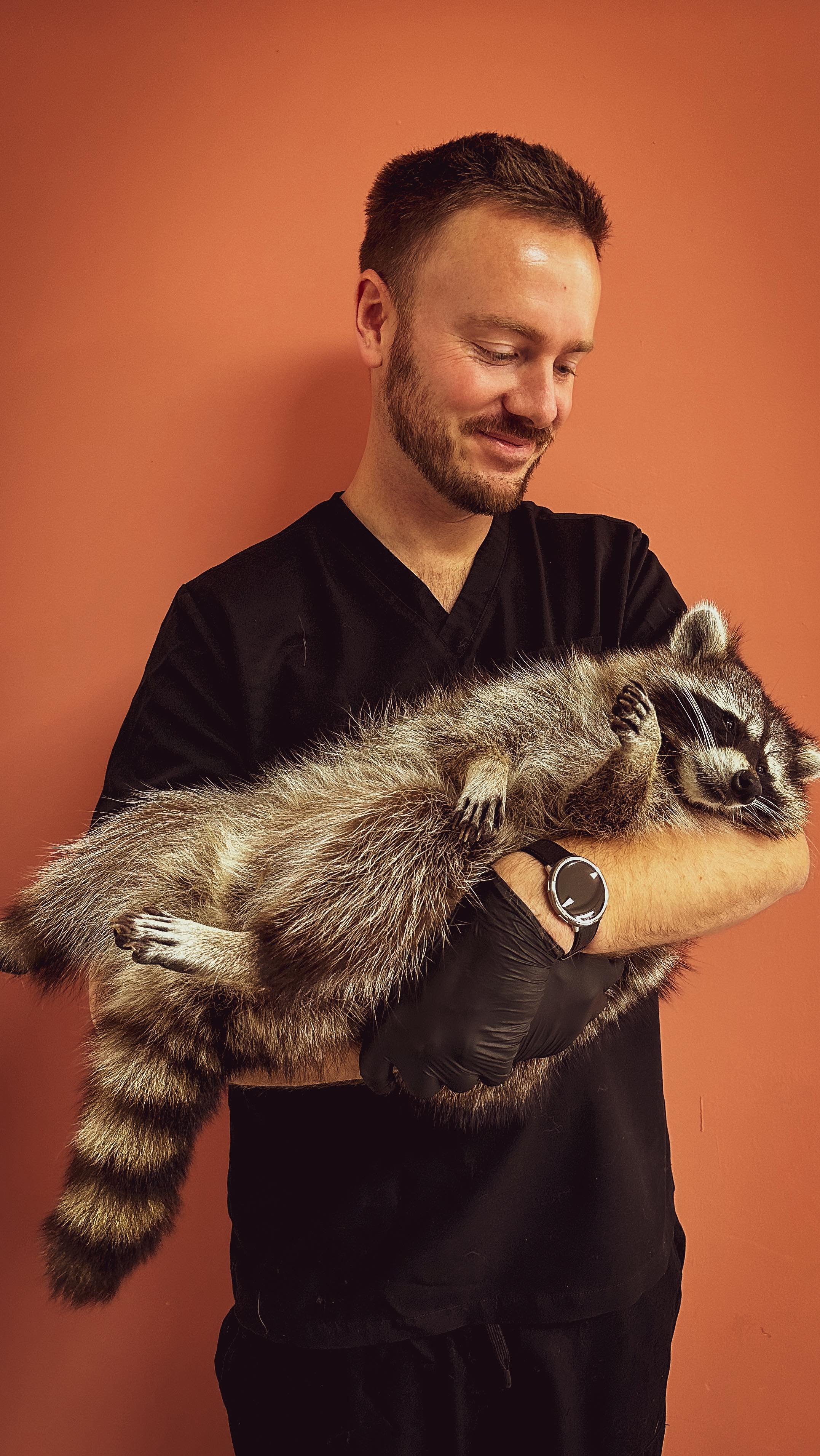 Waschbären müssen nicht immer abgeschossen werden 🔫. Man kann sie auch kastrieren, um die Population zu kontrollieren!