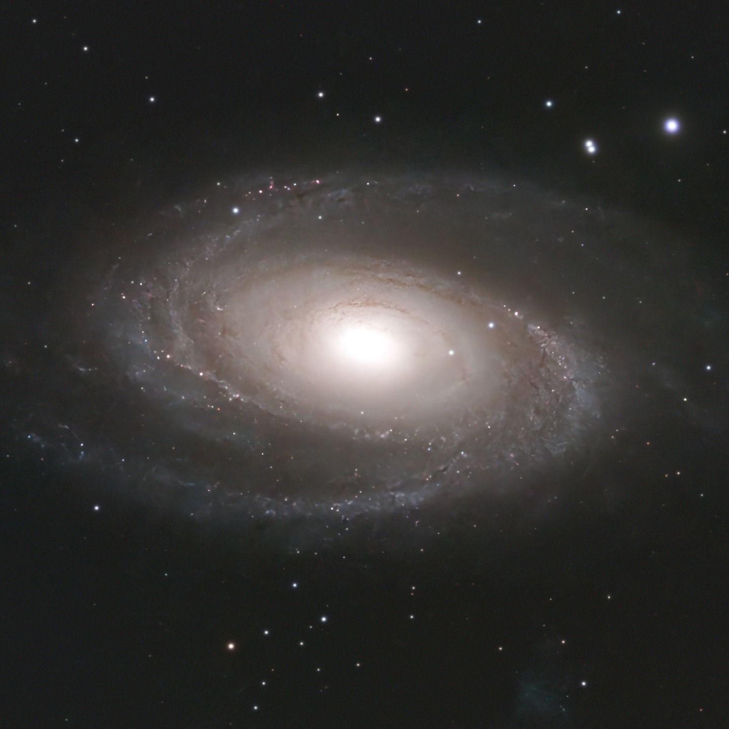 M81 Bode's Galaxy from last night #astrophotography