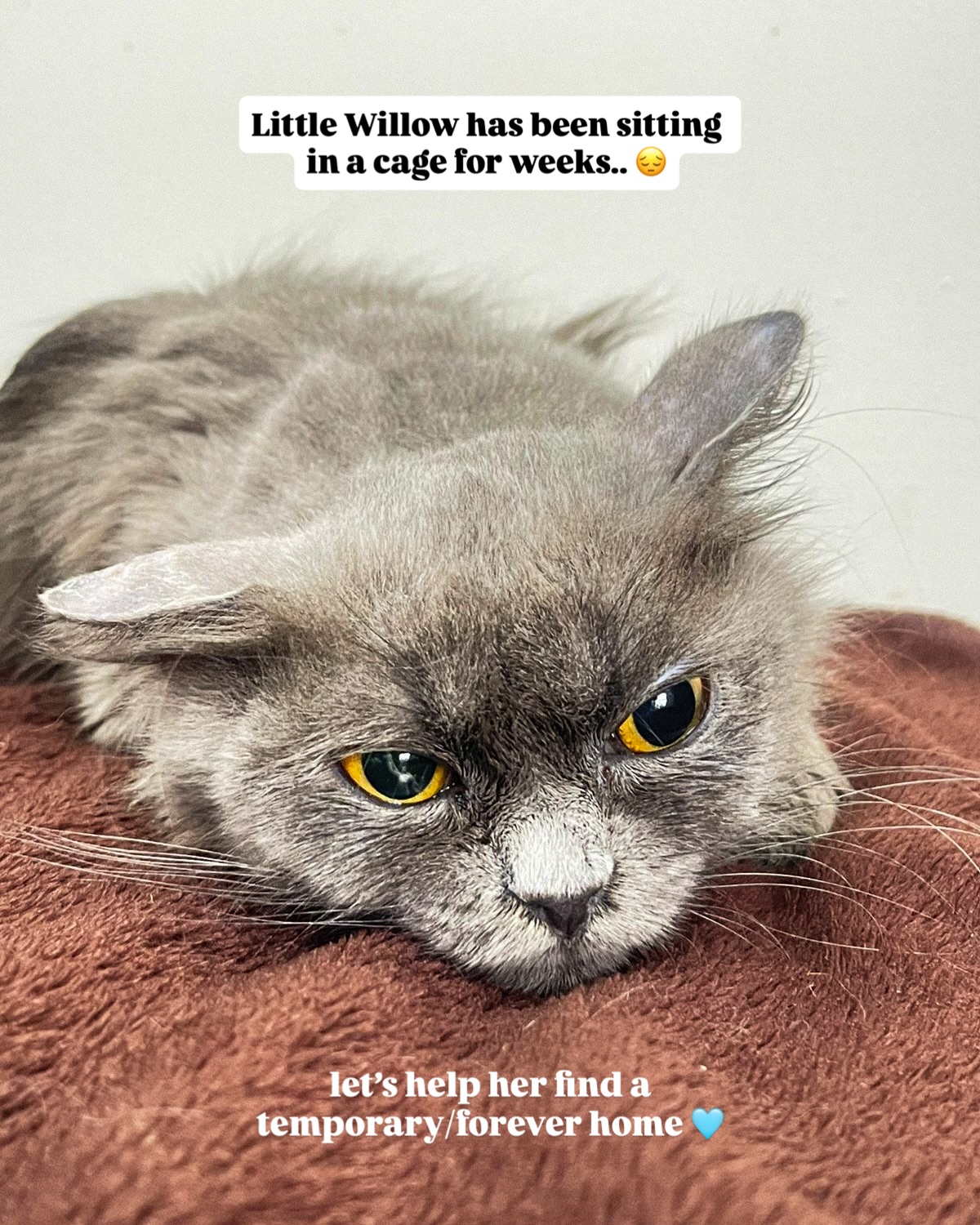 🩵ADOPT/FOSTER WILLOW 🩵
Little Willow has been sitting in a cage for weeks😔
She was dumped in a residential area with her three tiny kittens. We don’t know how many babies she may have lost before someone finally noticed her. By the time help arrived, she was timid and terrified.
Her kittens were lucky enough to find foster homes quickly. But this gentle soul was left without a home.
She urgently needs a foster home, even a spare bedroom where she can decompress, feel safe, and learn that humans won’t hurt her.
If you can offer even temporary foster care, she needs out of the cage ASAP. She deserves kindness, comfort, and a chance to feel loved. 🩵
If you can help, DM us or share this with your friends 🙏🏼