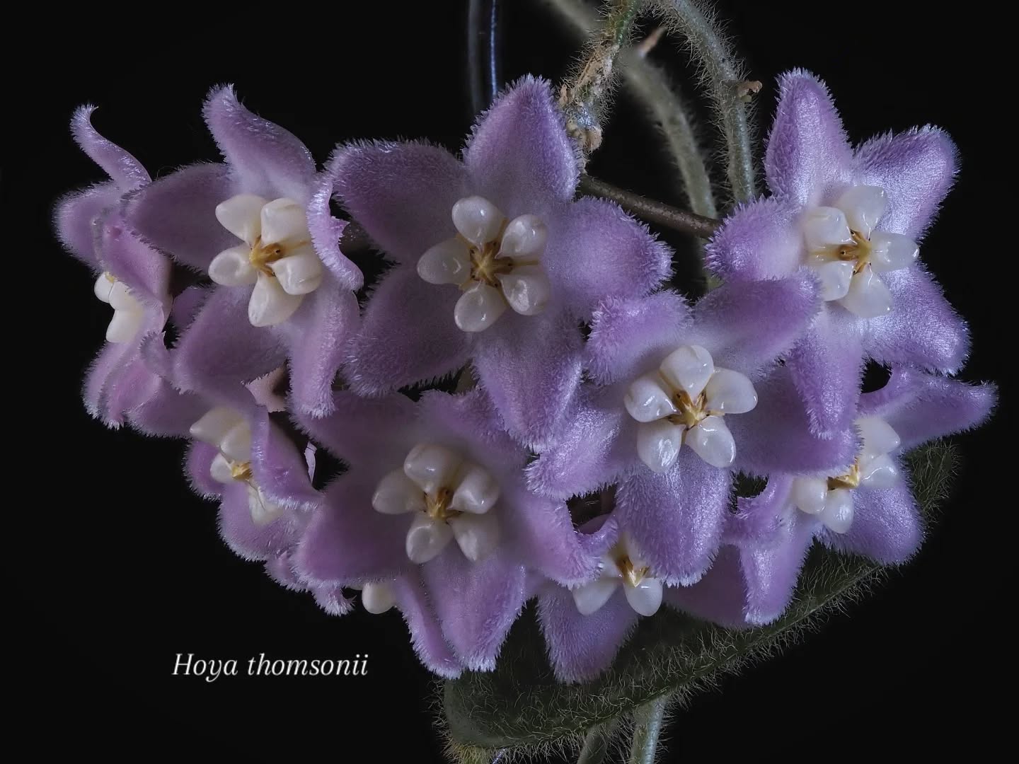 Wow, the scent of these flowers is incredibly (pleasantly) strong!
Grows quite fast and even though it's super fuzzy, it's totally fuss free 😉