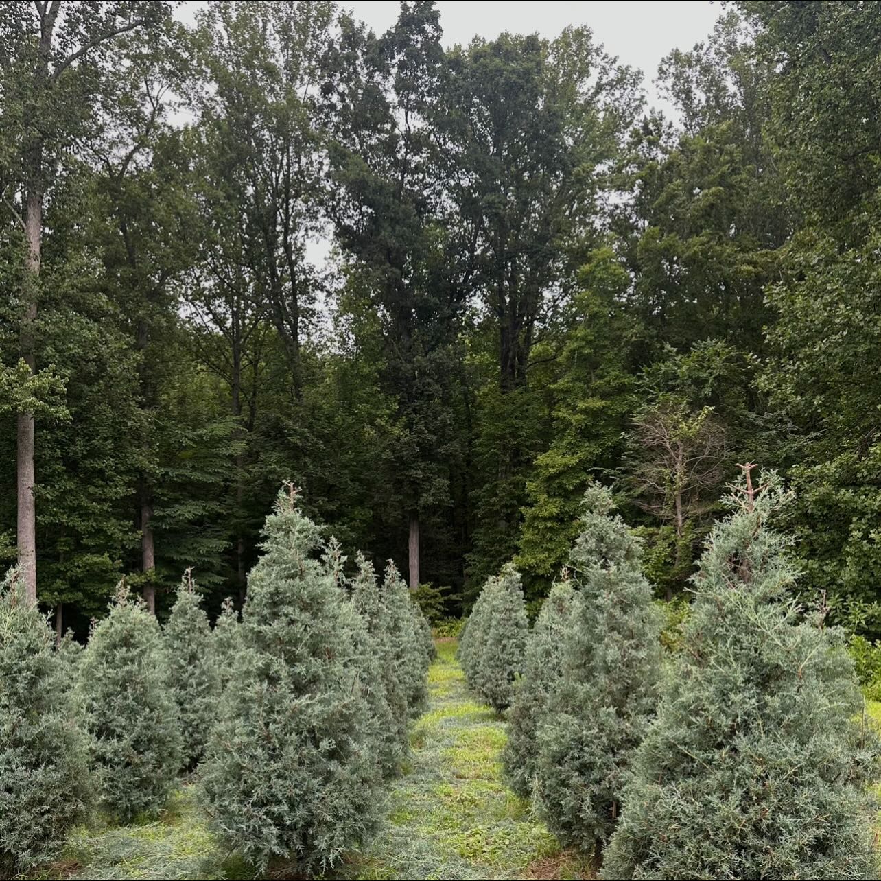 Sunday, November 30th update (heads up we are NOT closed yet) 📣
Our choose and cut fields are SUPER limited, primarily Carolina Sapphires (featured in the photo, about 40 remaining). BUT we are still open selling beautiful pre-cut Fraser and Balsam firs! With over 155 pre-cut trees on display at a time, we have a full and beautiful selection of fresh pre-cut trees ranging from 6-9.5ft, with just a few over 10ft remaining.
The Cocoa Cabin will be open serving fresh hot chocolate, coffee, kettle corn and cookies! We will still have our wreaths and garland as well. You don’t wanna miss out on the Christmas tree farm atmosphere! ✨
We thank everyone for a great day! We are truly blown away by the support we received. Keep sharing your decorated trees so we can see! 🎄
#christmastreefarm #southernmaryland #maryland #marylandchristmas #marylandchristmastreefarm