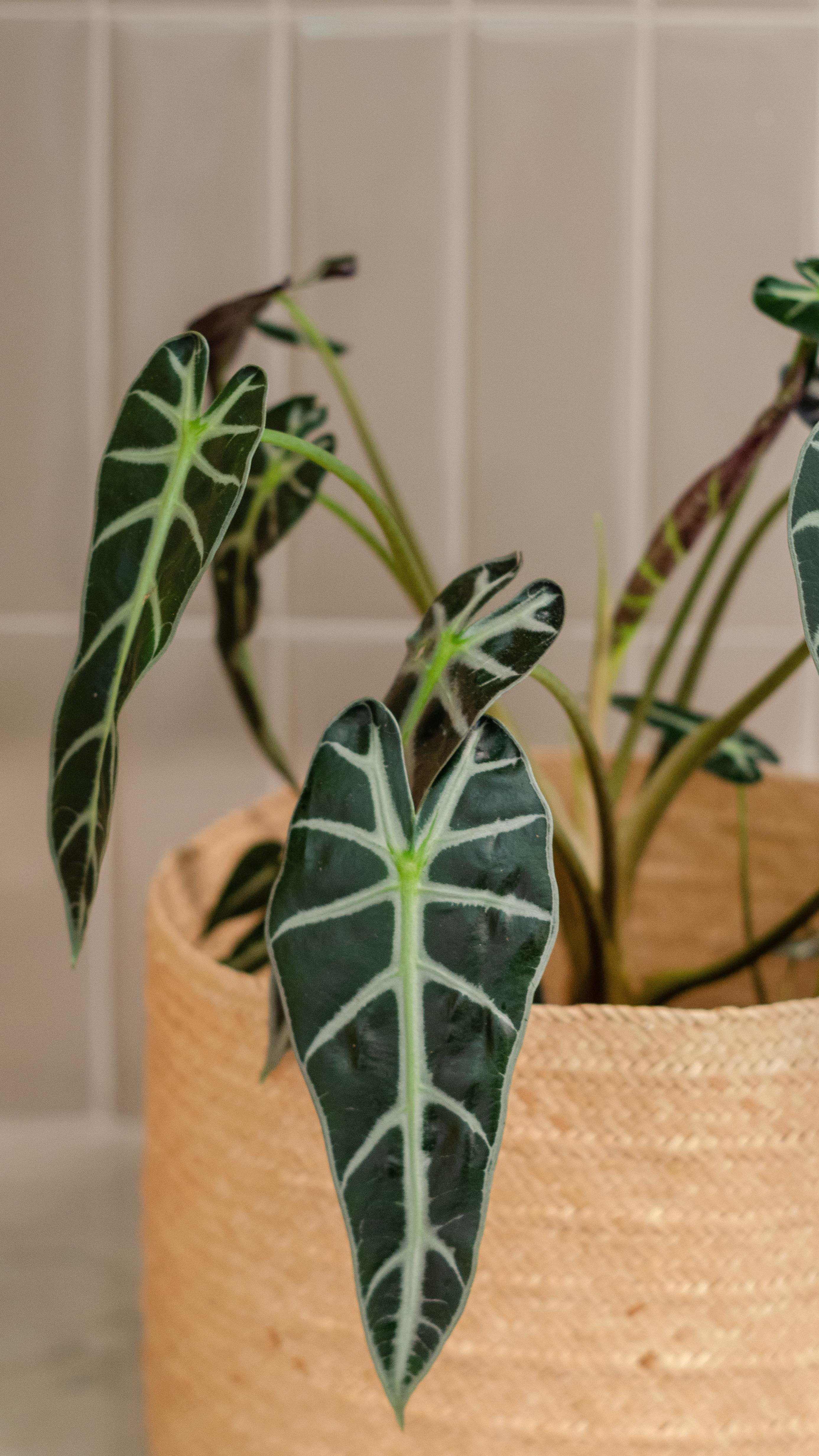 Entre bastidores e processos.
#Arquitetura #InteriorDesign #ArquiteturaeInteriores #ArquiteturaAutoral #BastidoresDaArquitetura #ProcessosCriativos #DiaADiaDoArquiteto #DesignDeInteriores #Arquiteta #ProjetoAutoral #EstúdioDeArquitetura #CriarTransforma #ArquiteturaComAlma