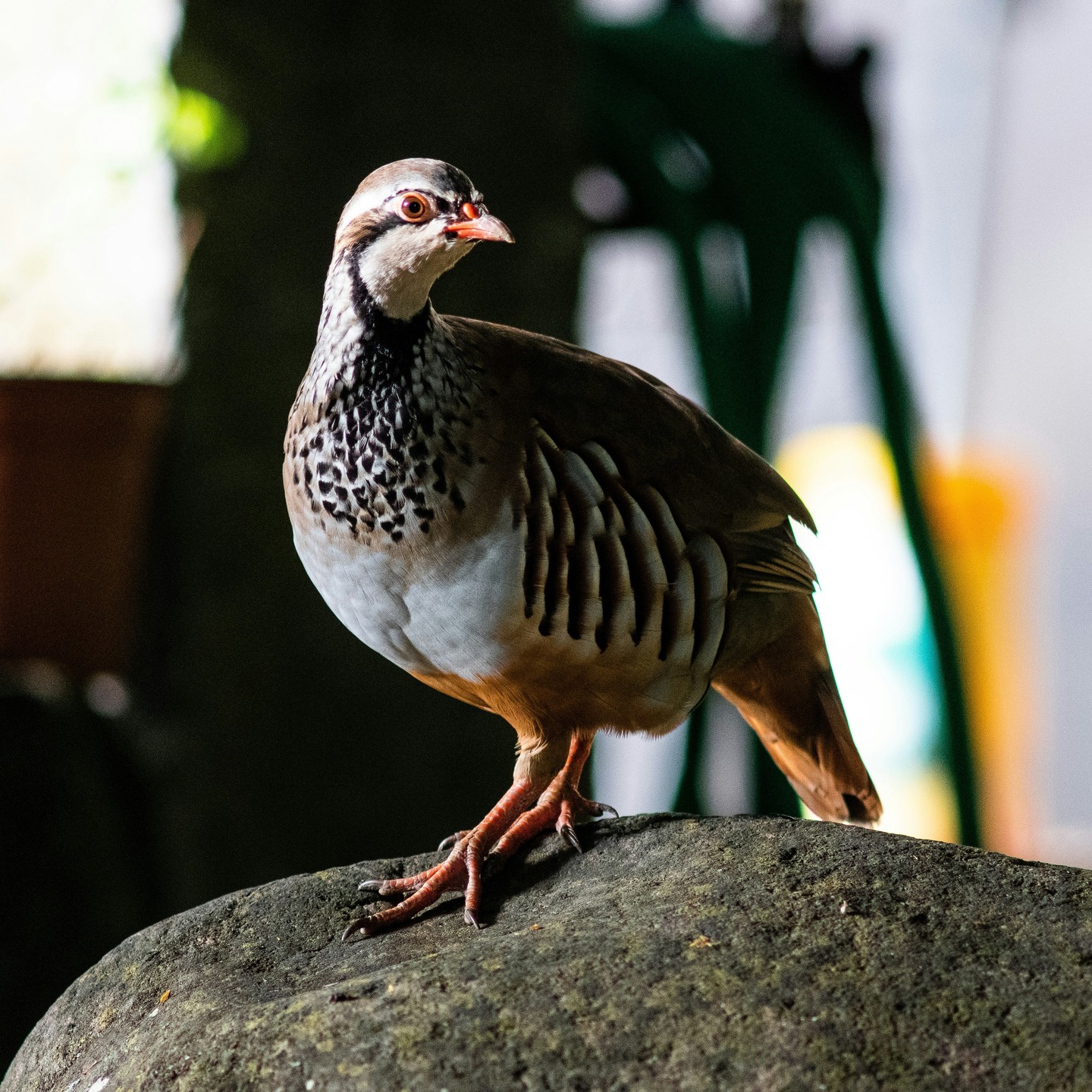 📍 Fira de sa Perdiu 2025 | Partridge Fair 2025, Montuïri, Mallorca
🗓️ This weekend — 7 December 2025
This weekend, discover one of Mallorca’s most authentic rural fairs! Enjoy artisan markets, animals, gastronomy including showcooking by Chef Santi Taura, music, and more.
📖 Full guide now on In Mallorca Magazine — link in bio.
—————————————
📍 Fira de sa Perdiu 2025 — Montuïri, Mallorca
🗓️ Este fin de semana — 7 de diciembre de 2025
Descubre una de las ferias rurales más auténticas de Mallorca. Disfruta de artesanía, animales, gastronomía — incluido un showcooking de Santi Taura — además de música y muchas sorpresas más.
📖 Encuentra la guía completa en In Mallorca Magazine — enlace en la bio.
#FiraDeSaPerdiu2025 #Montuiri #Mallorca2025 #PartridgeFair2025 #DecemberinMallorca #InMallorcaMagazine #MallorcaEvents #FeriasMallorca #SlowTravel #visitmallorca #mallorcanews
Photo by Bruce Kee